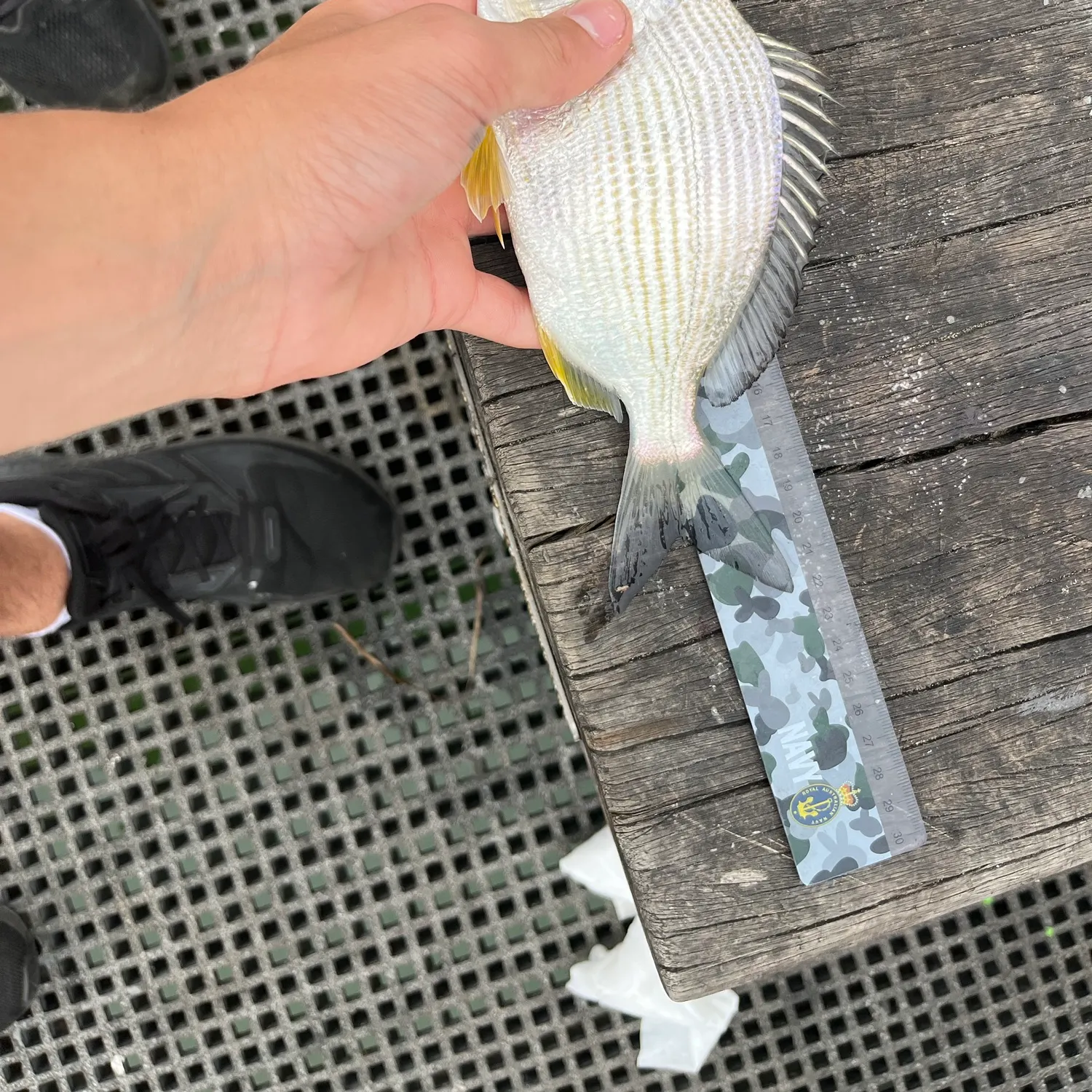 Goldlined seabream caught on Fishbrain
