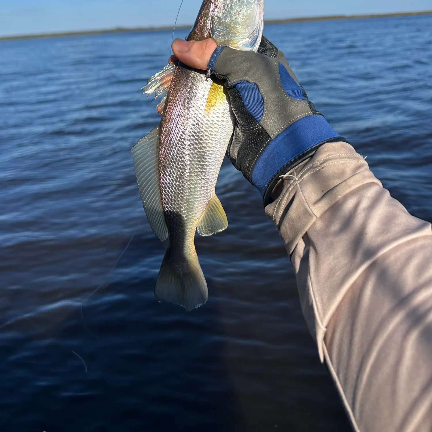 The most recent Sand seatrout catches on Fishbrain