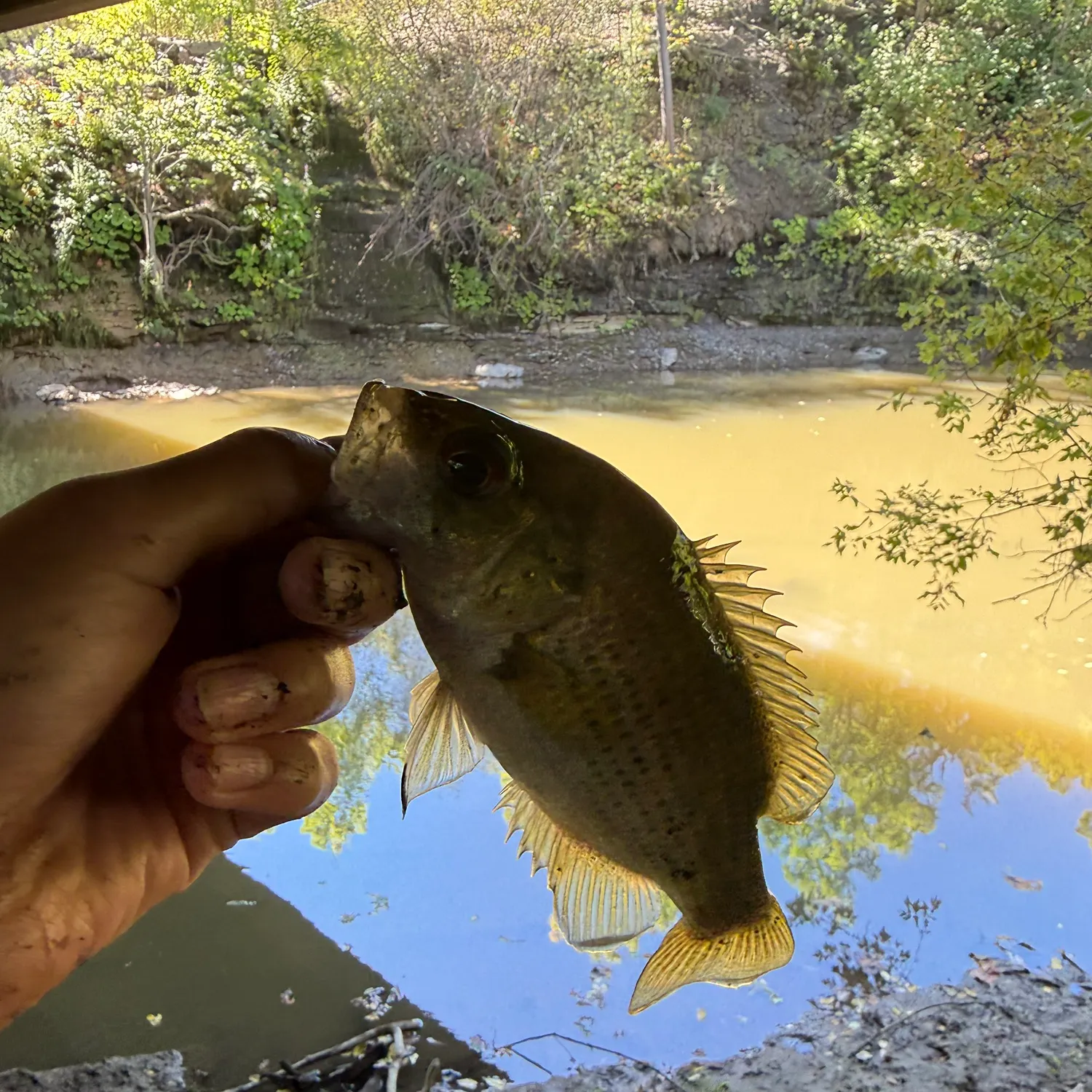Rock bass caught on Fishbrain