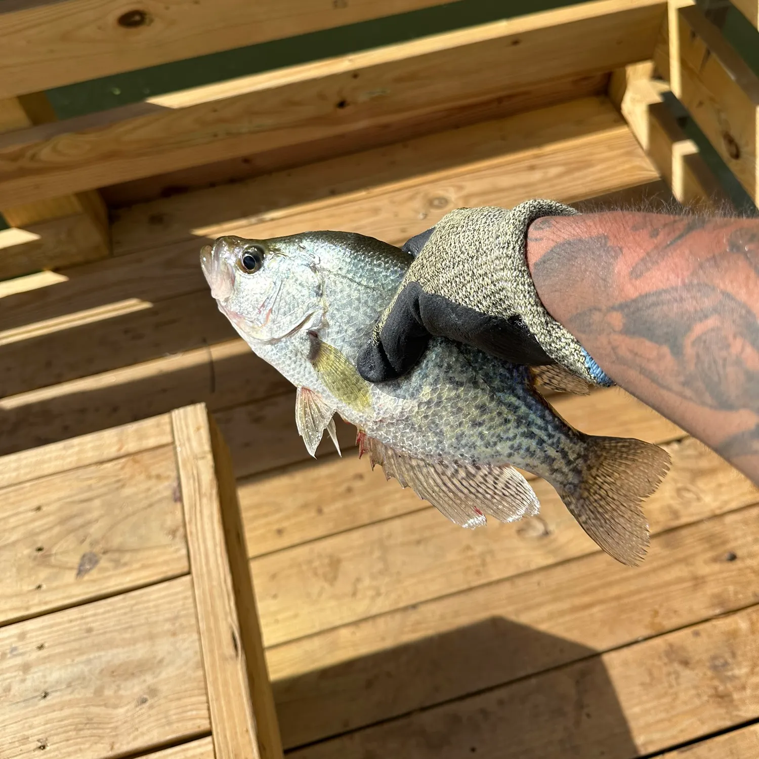 Black crappie caught on Fishbrain