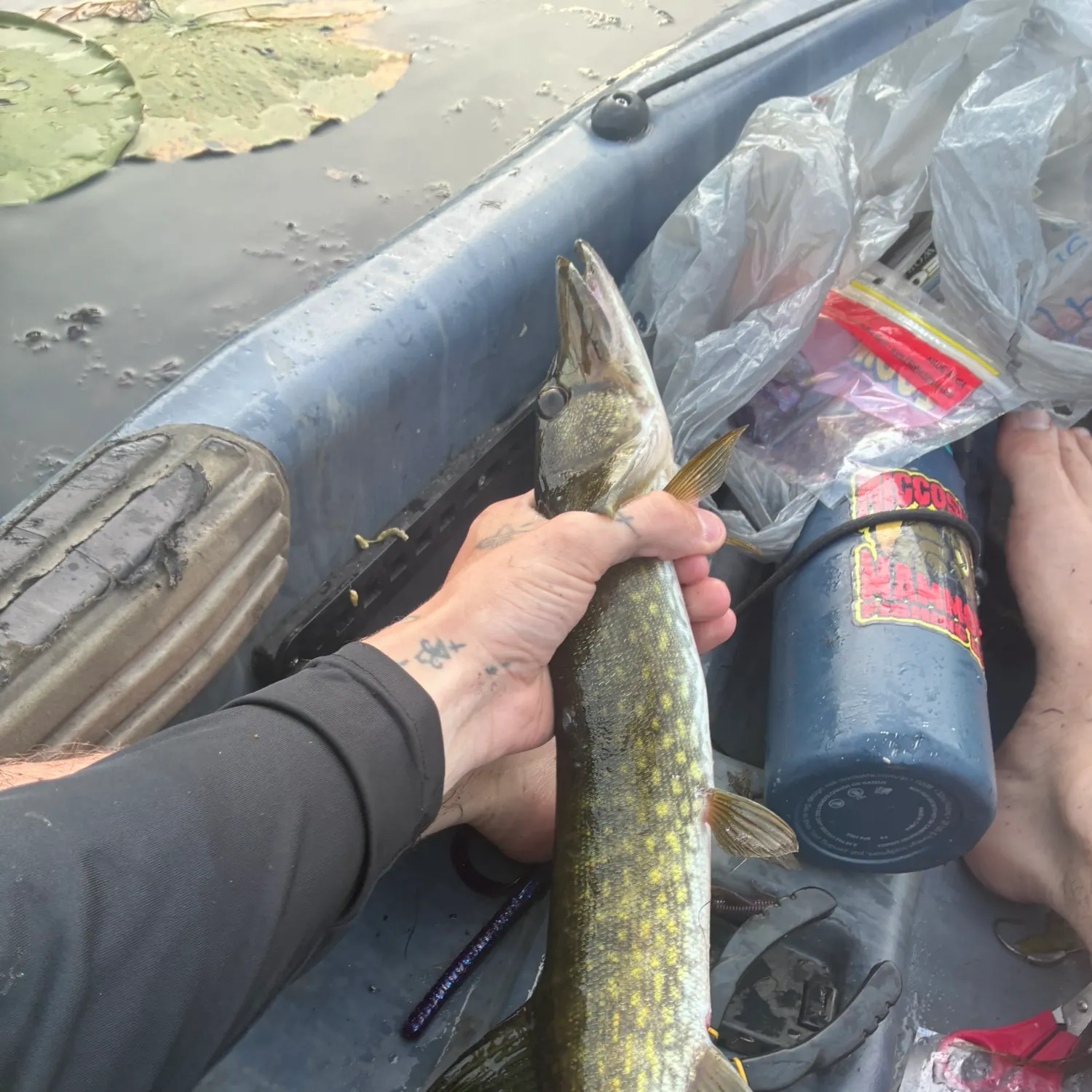 recently logged catches