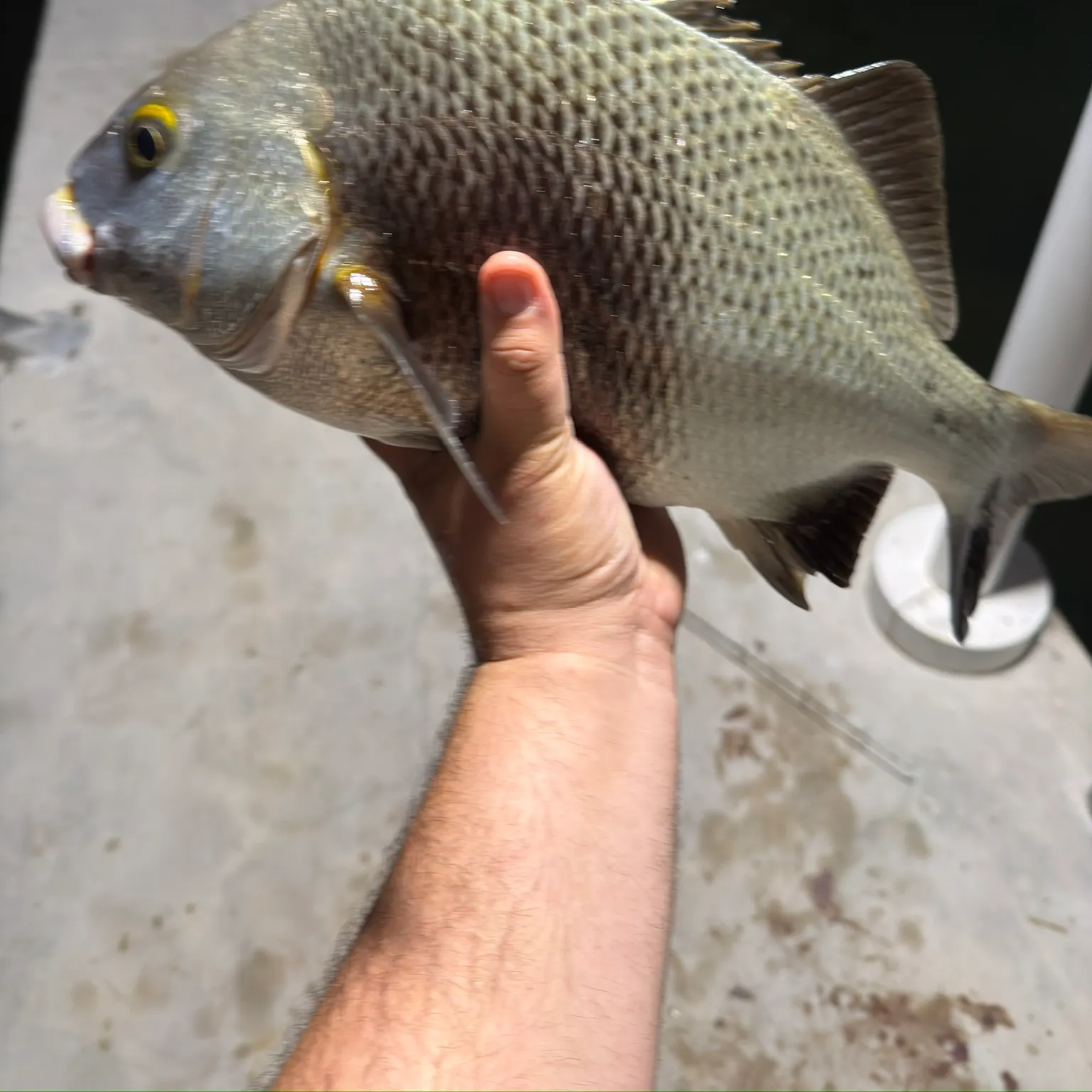 The most recent Silver grunter catches on Fishbrain