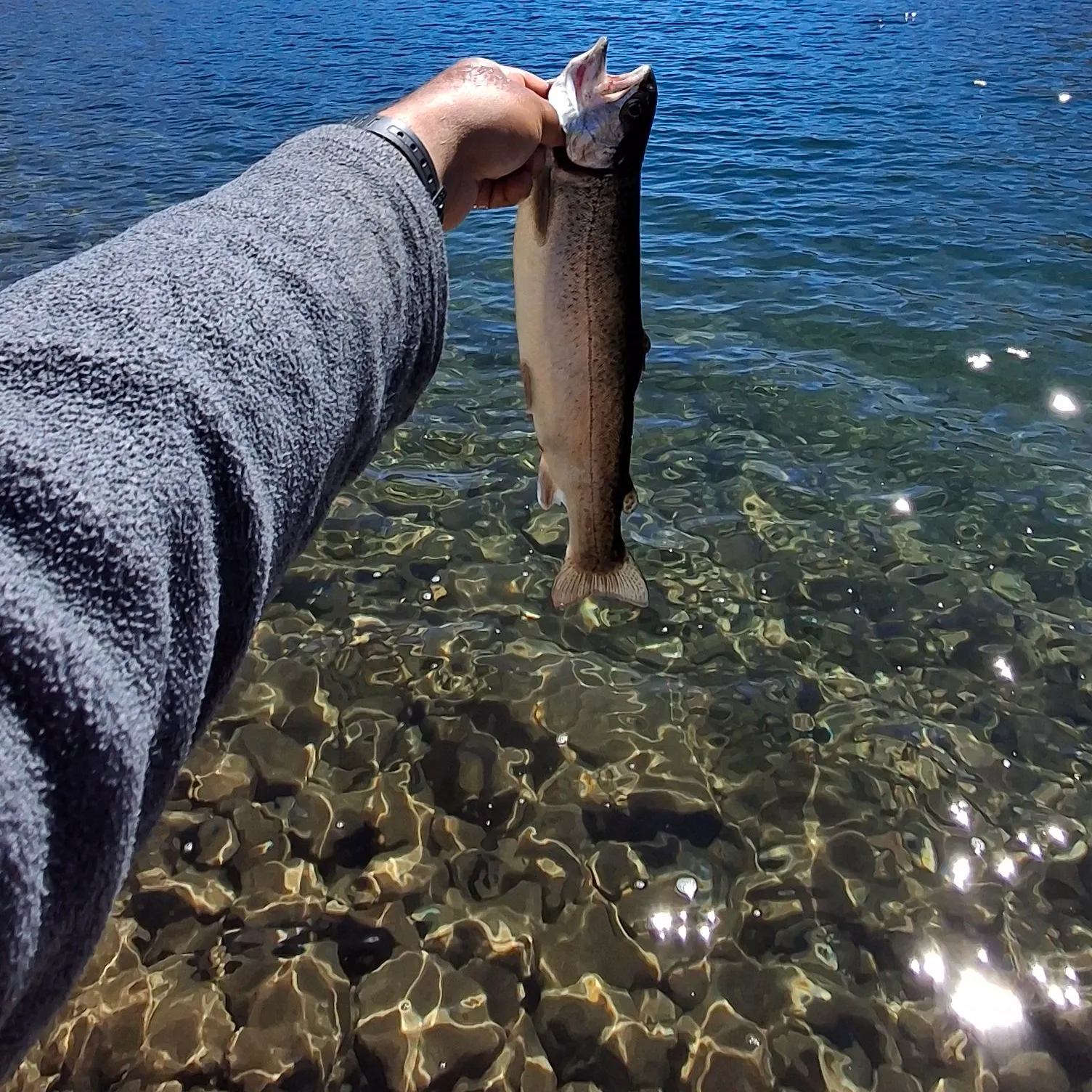Rainbow trout caught on Fishbrain