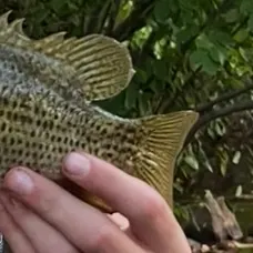 Rock bass caught on Fishbrain
