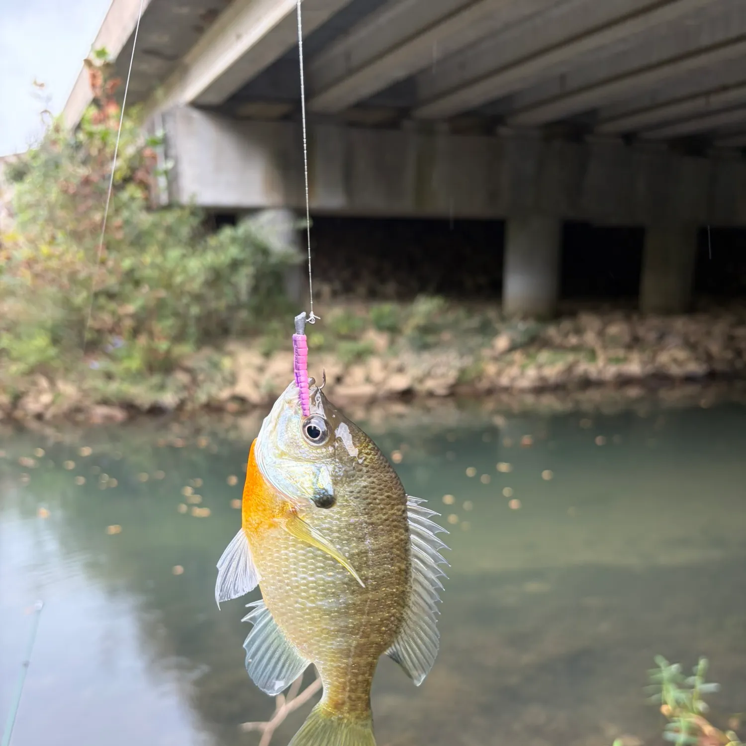 Bluegill caught on Fishbrain