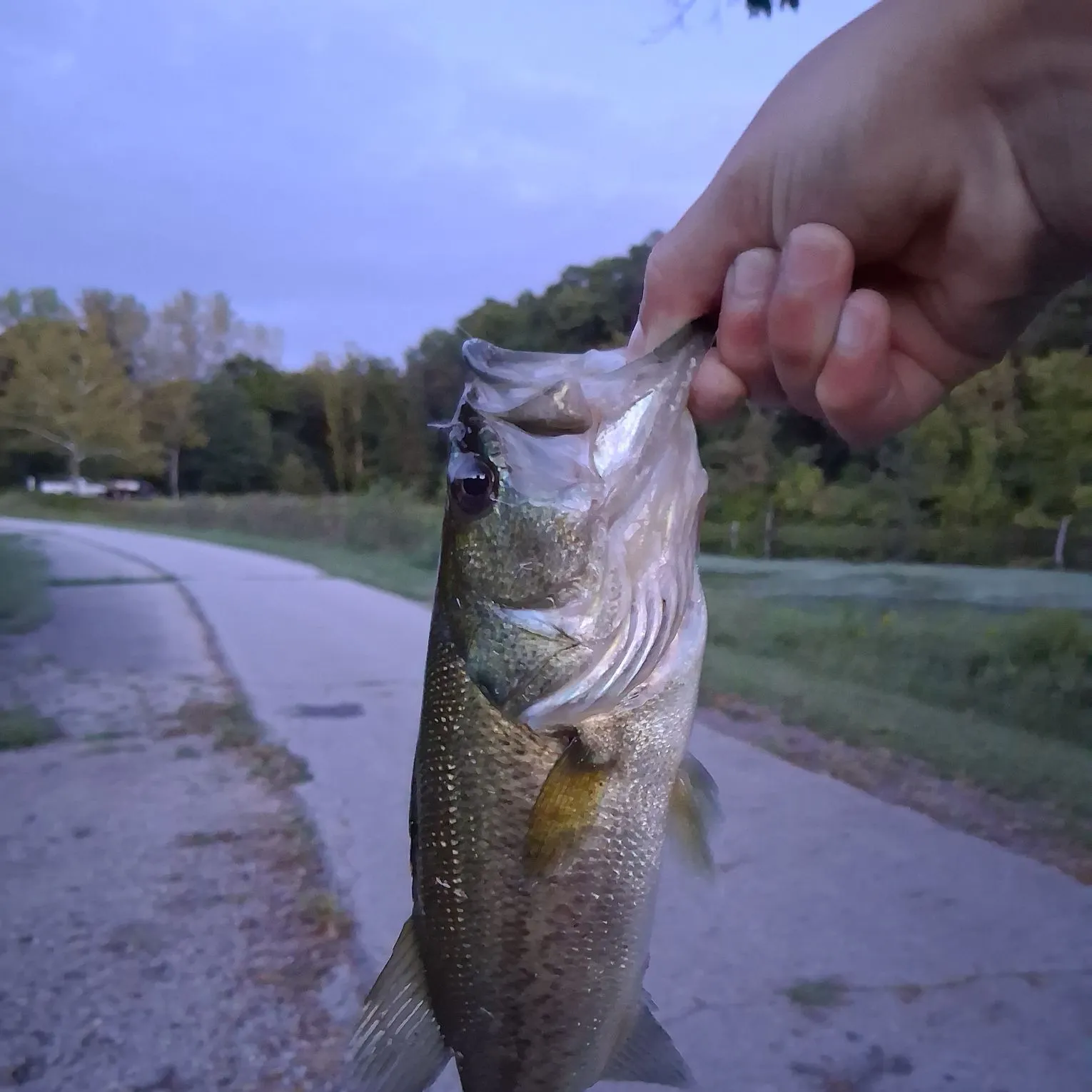 Largemouth bass caught on Fishbrain