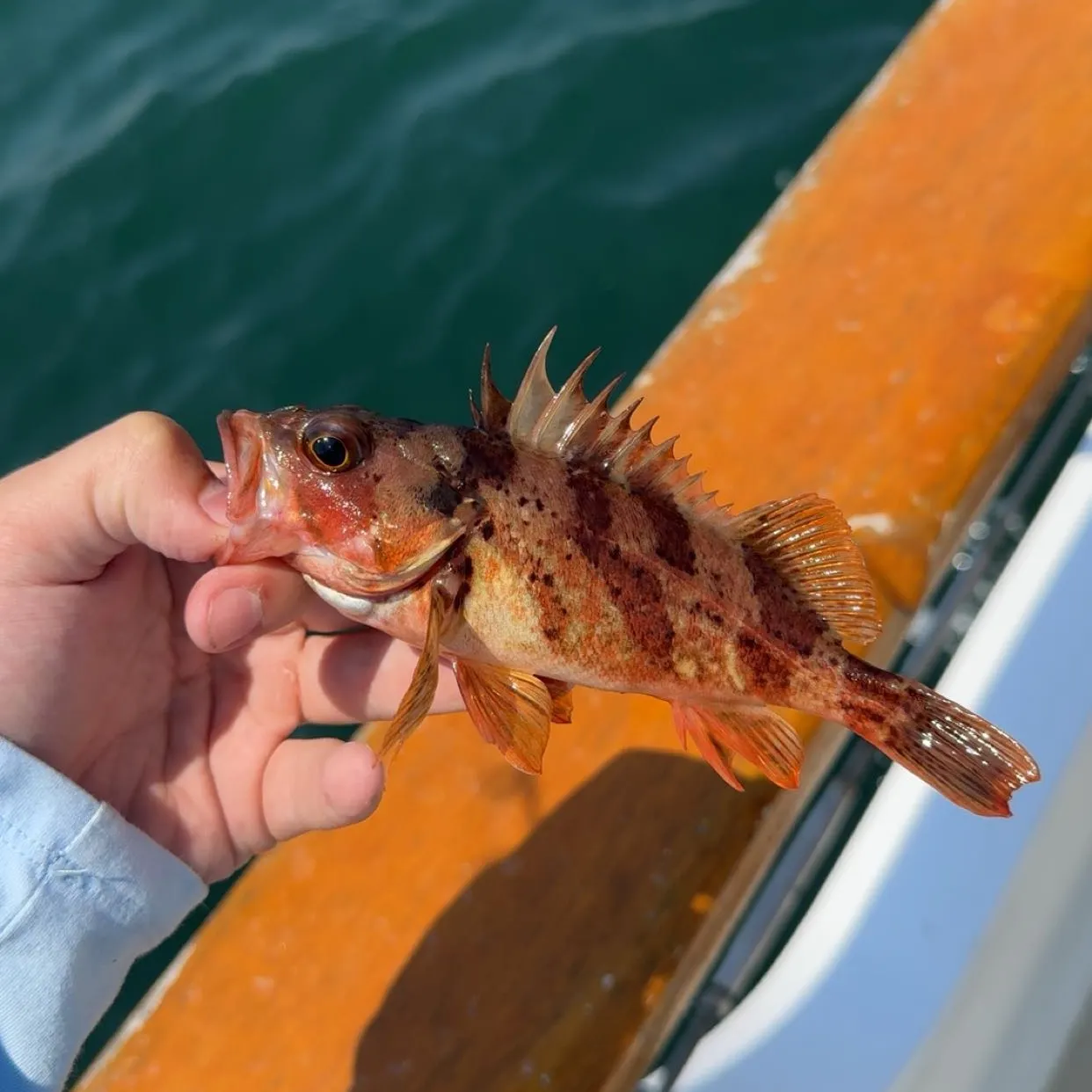 The most recent Peruvian rock seabass catches on Fishbrain