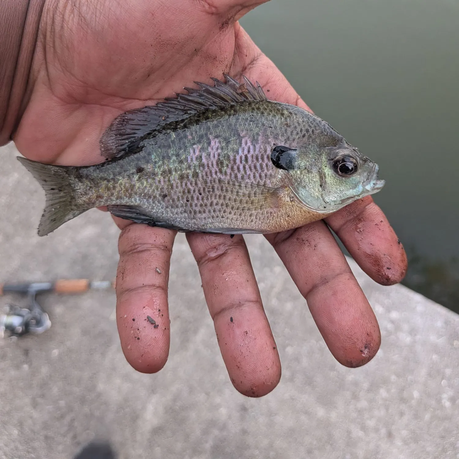Bluegill caught on Fishbrain