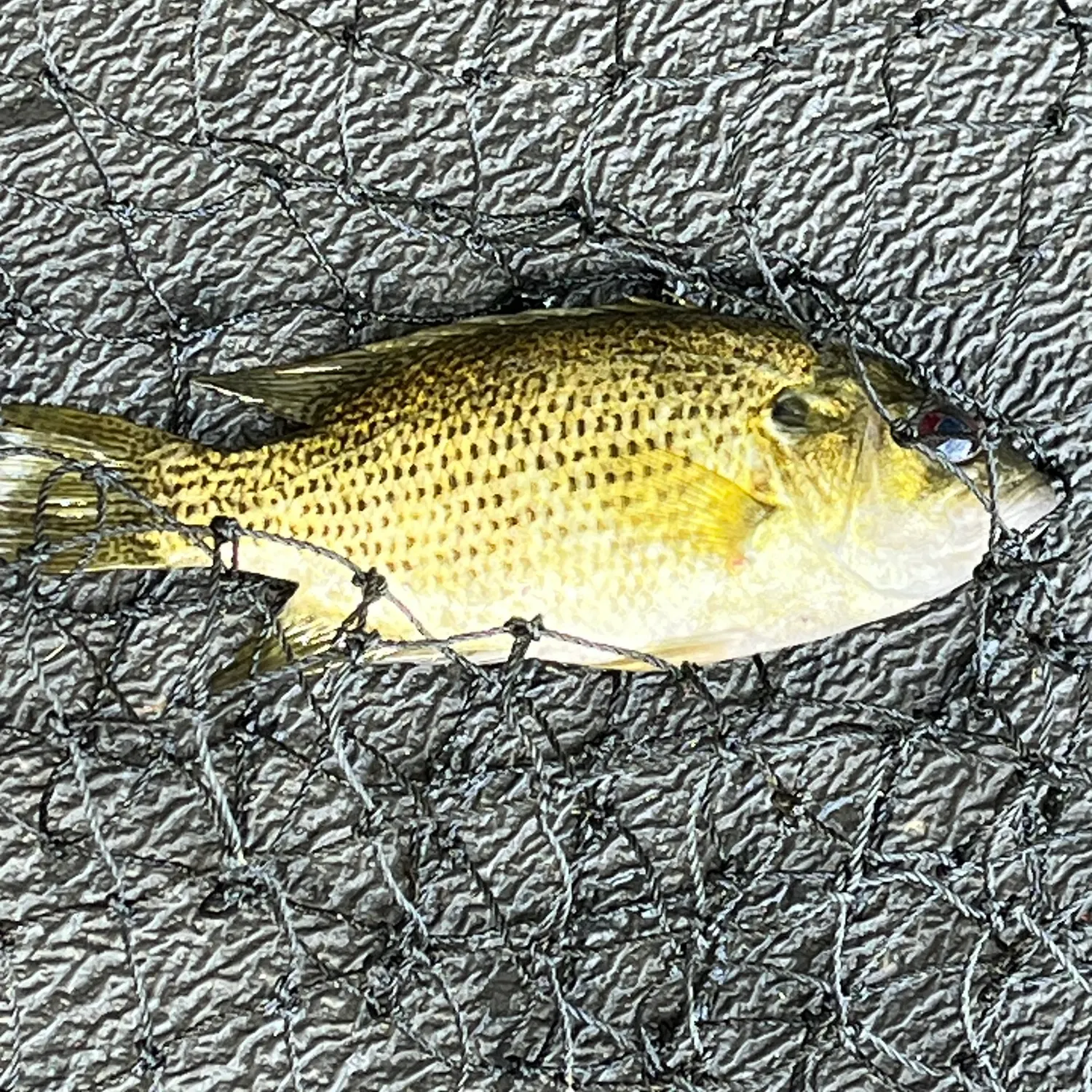 Rock bass caught on Fishbrain