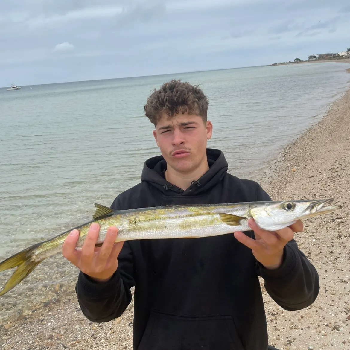 The most recent Australian barracuda catches on Fishbrain