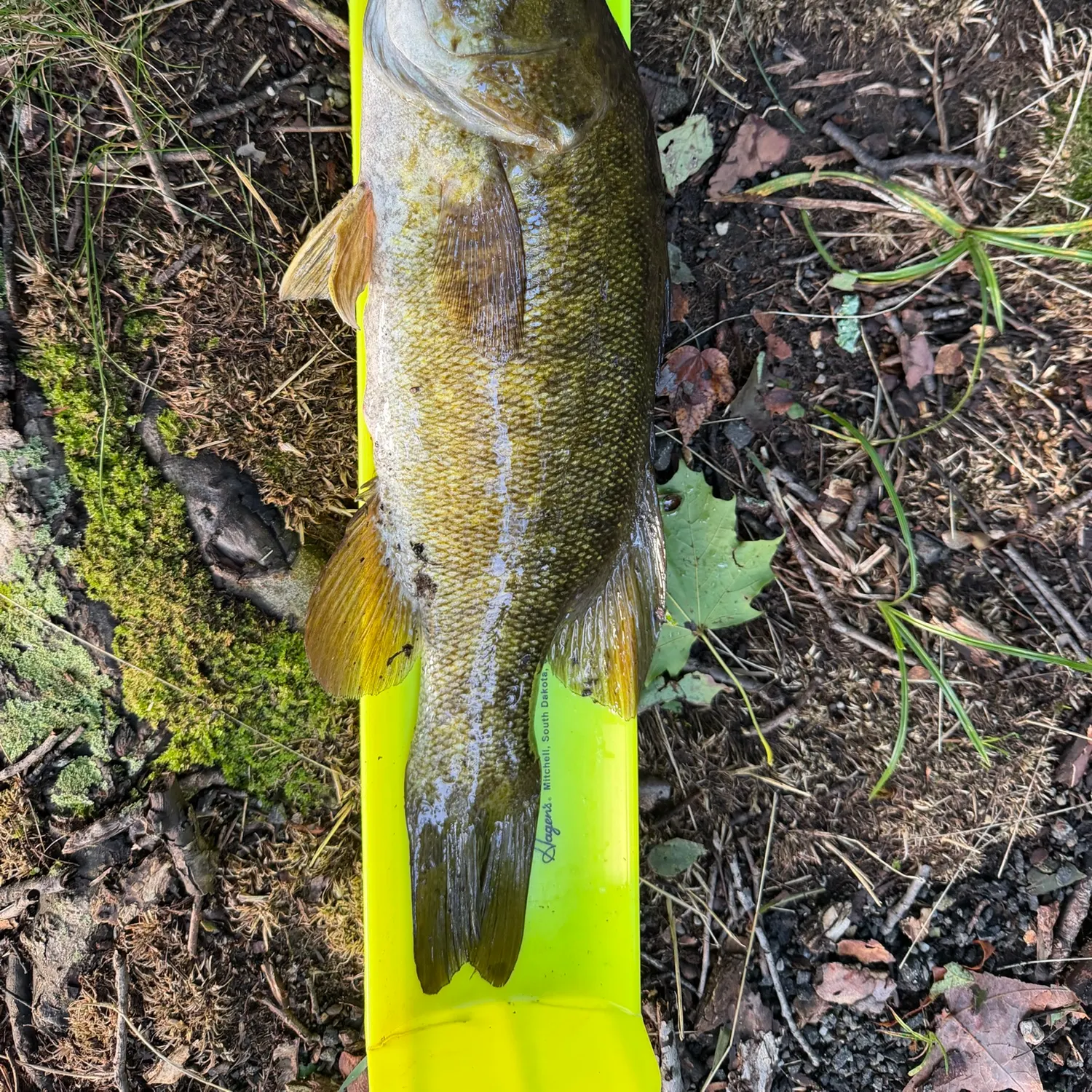 Smallmouth bass caught on Fishbrain