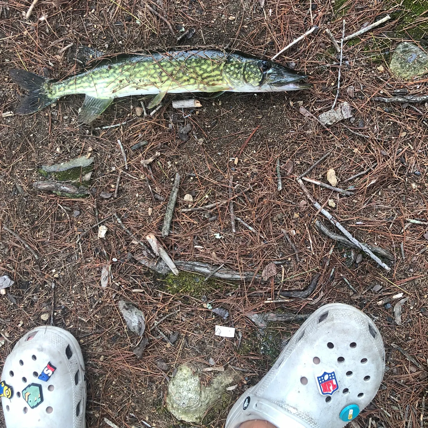 Chain pickerel caught on Fishbrain
