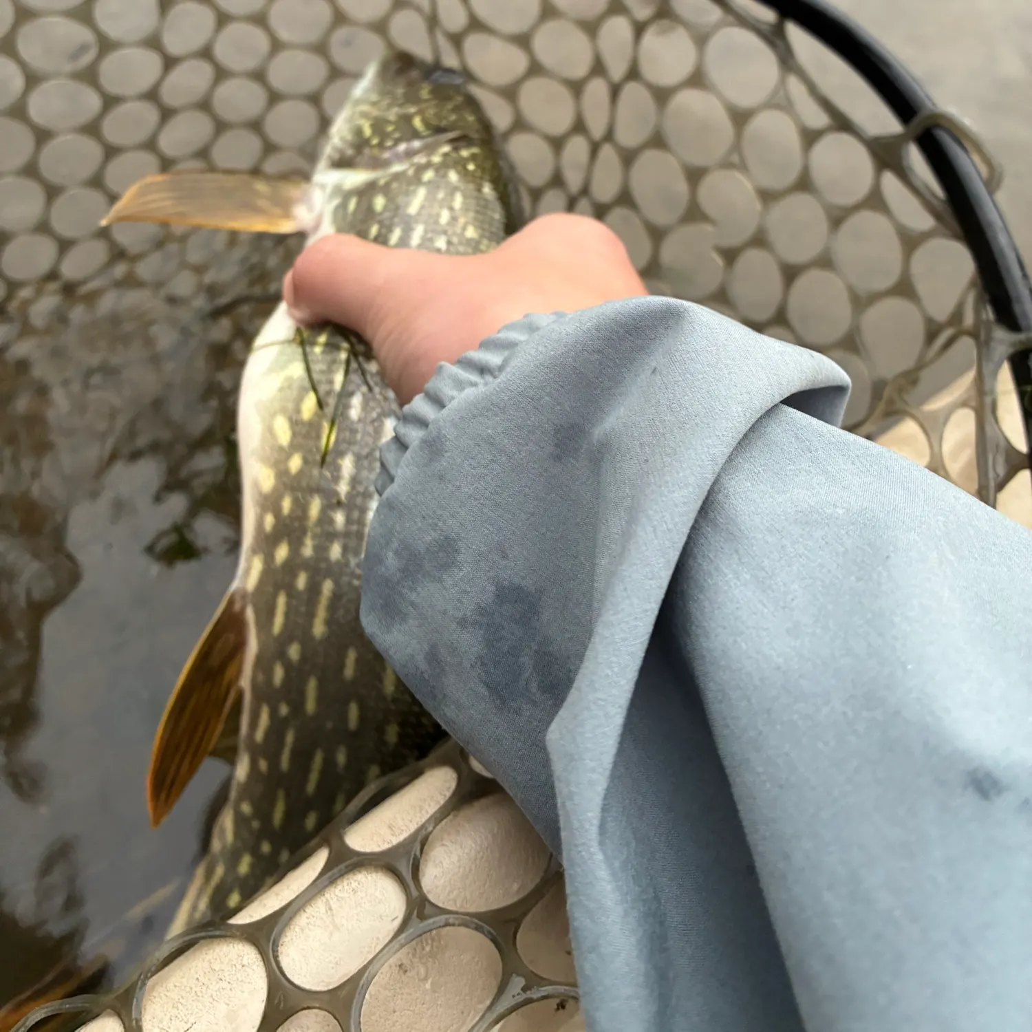 Northern pike caught on Fishbrain