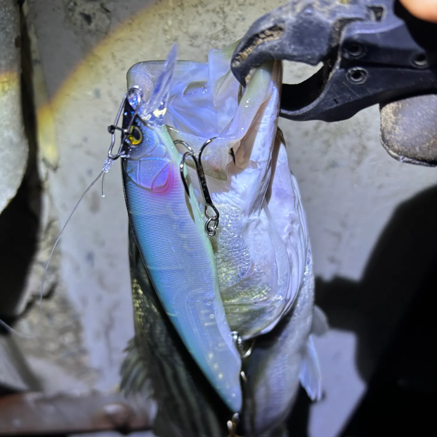 Striped bass caught on Fishbrain