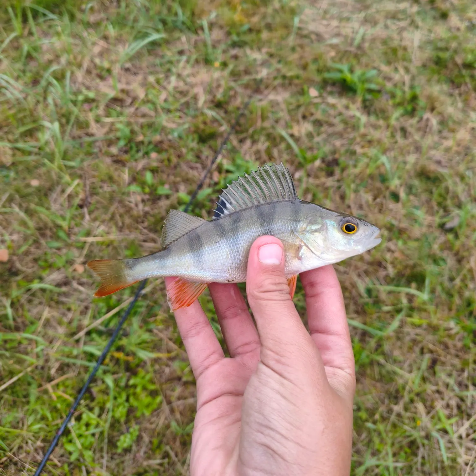 European perch caught on Fishbrain