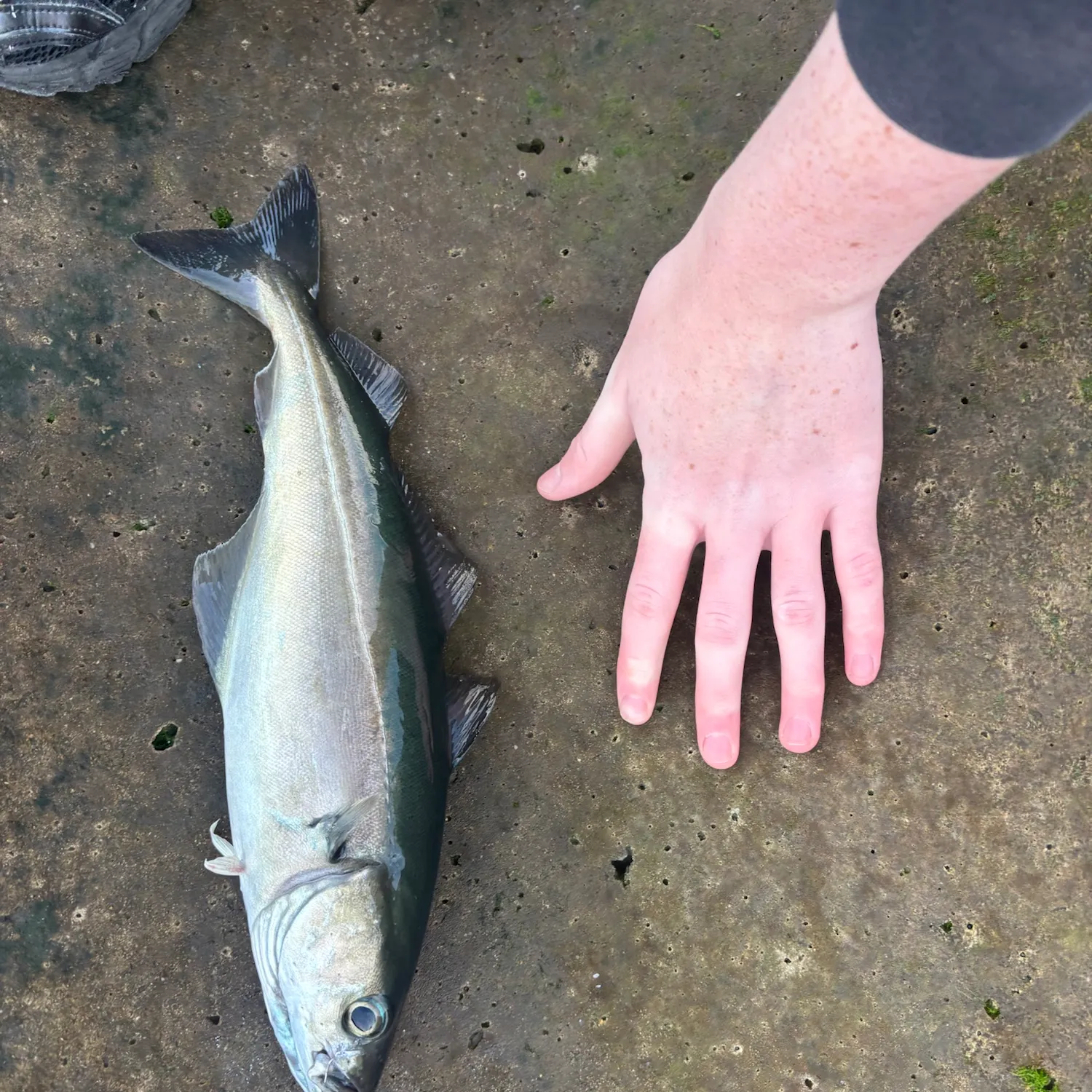 Atlantic pollock caught on Fishbrain