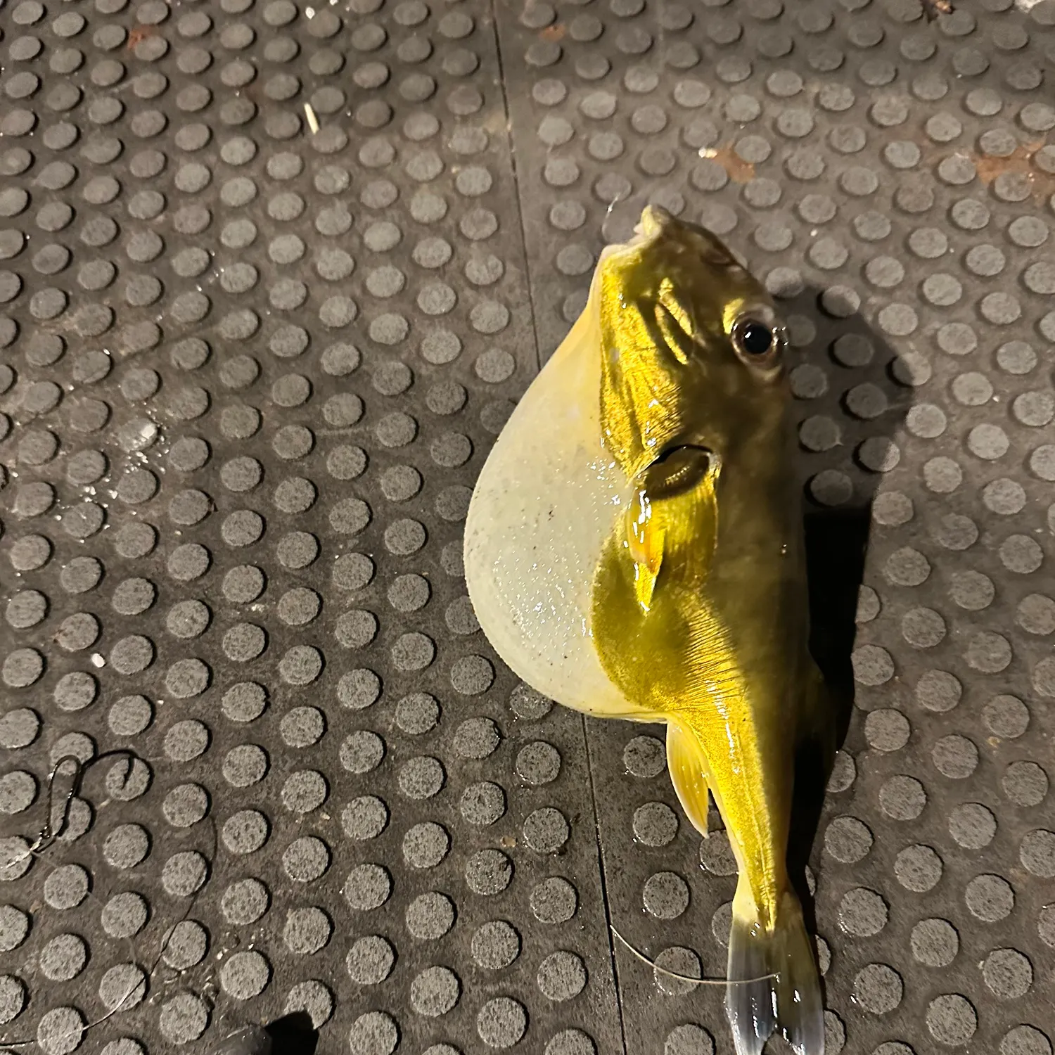 The most recent Common toadfish catches on Fishbrain