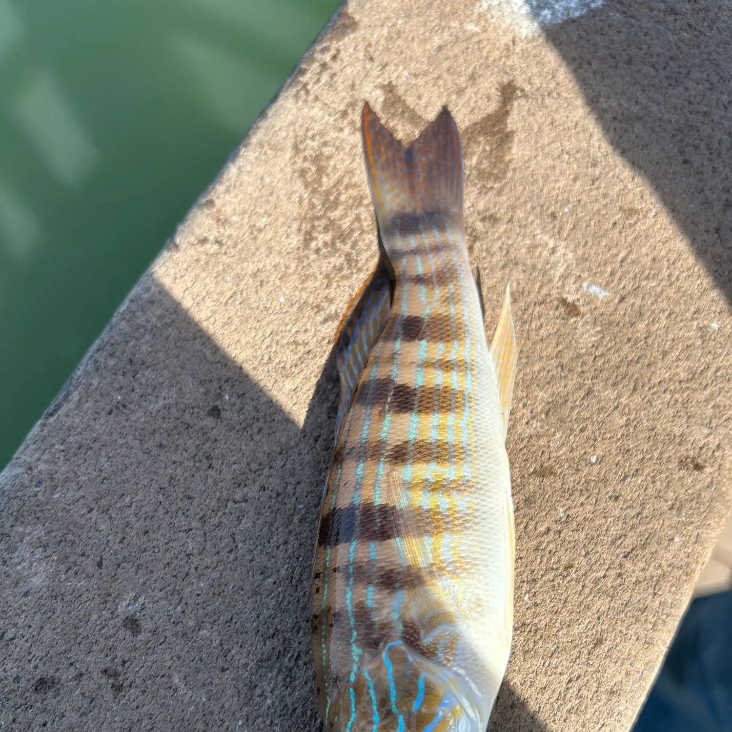 The most recent Dark-striped squirrelfish catches on Fishbrain