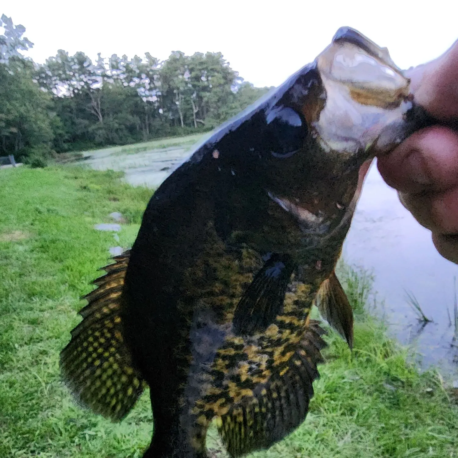 Black crappie caught on Fishbrain