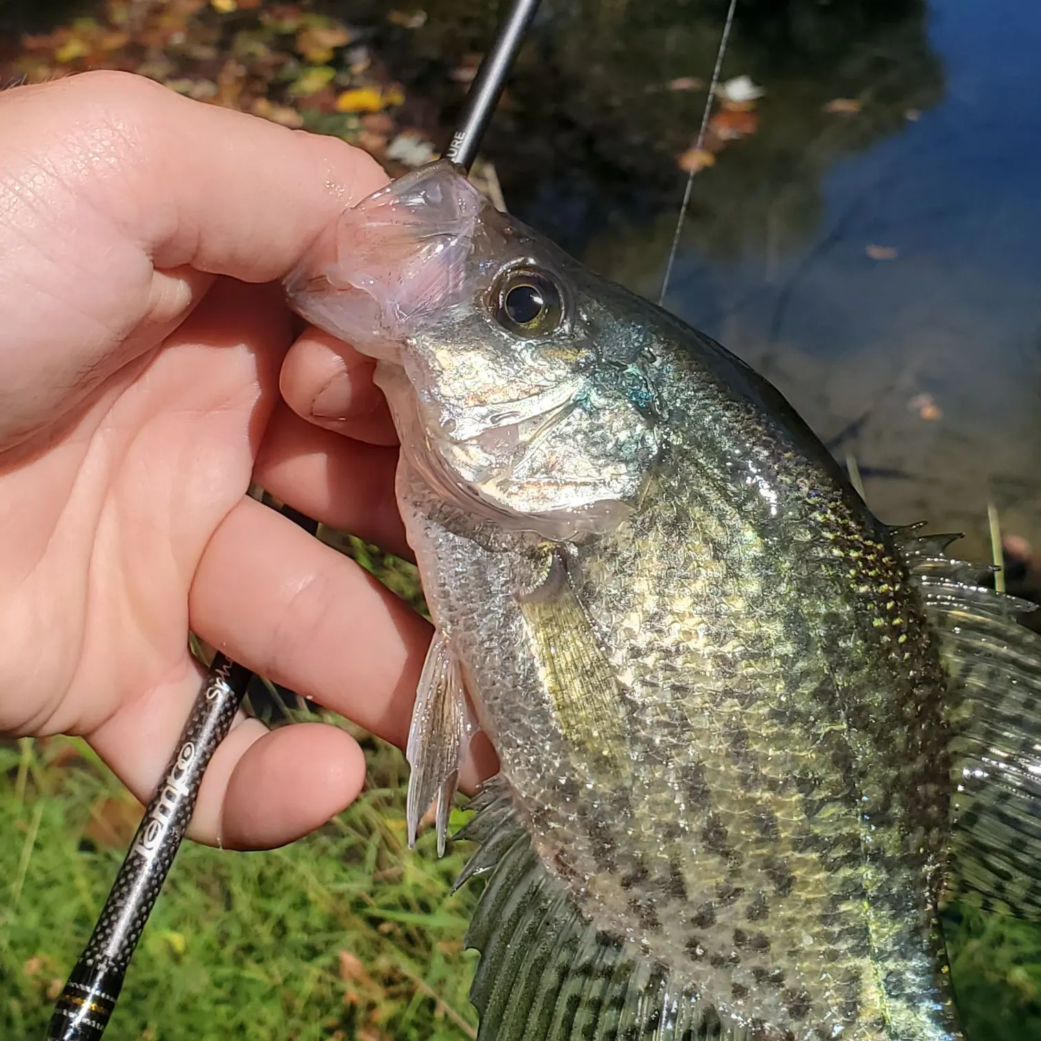 Black crappie caught on Fishbrain