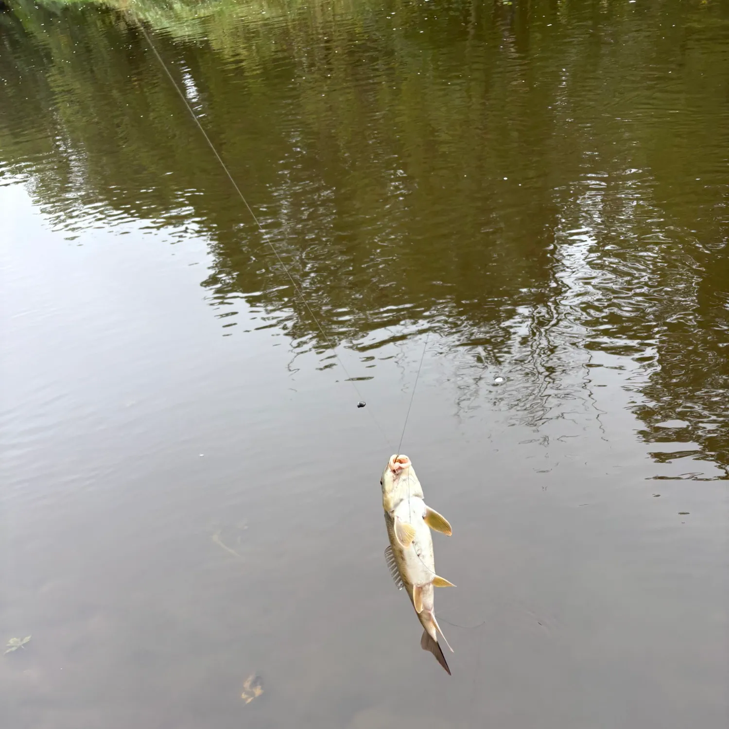White sucker caught on Fishbrain
