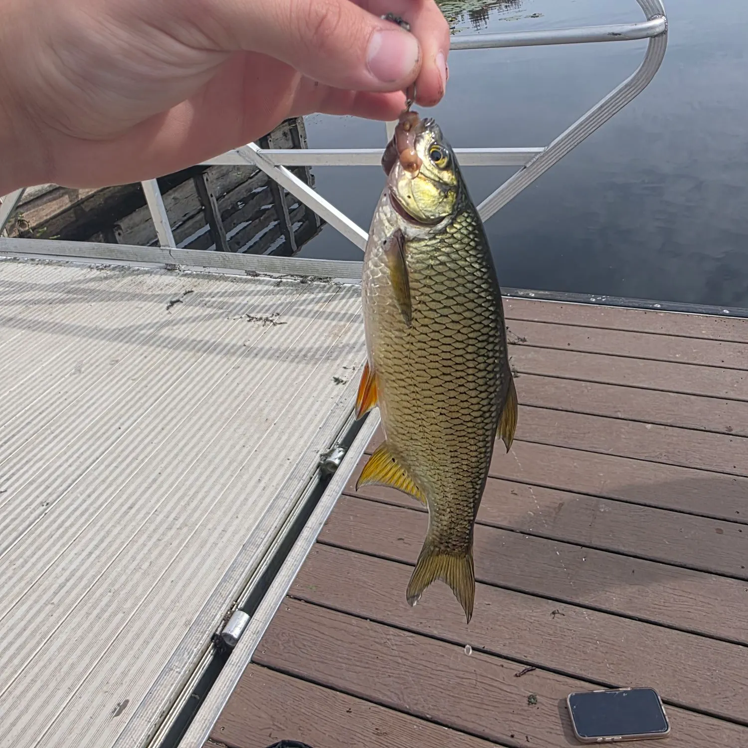 Golden shiner caught on Fishbrain