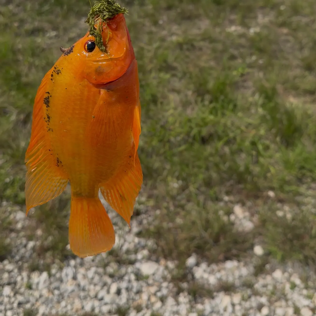 The most recent Midas cichlid catches on Fishbrain