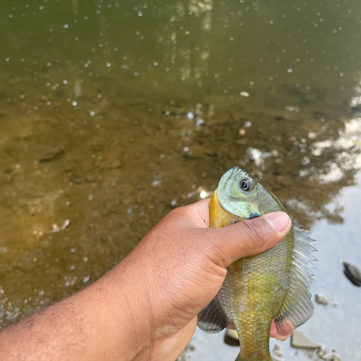 Bluegill caught on Fishbrain
