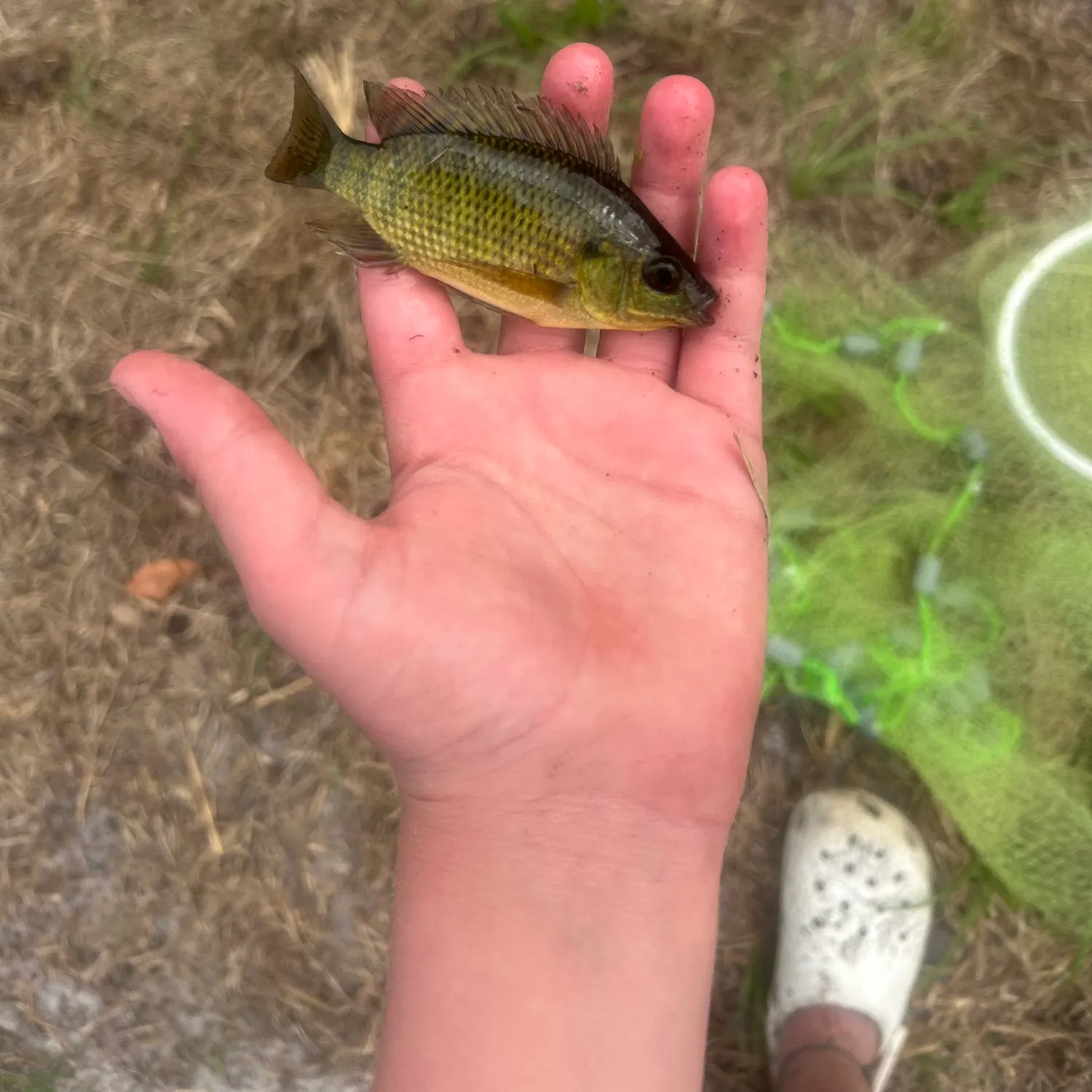 The most recent Spotted tilapia catches on Fishbrain