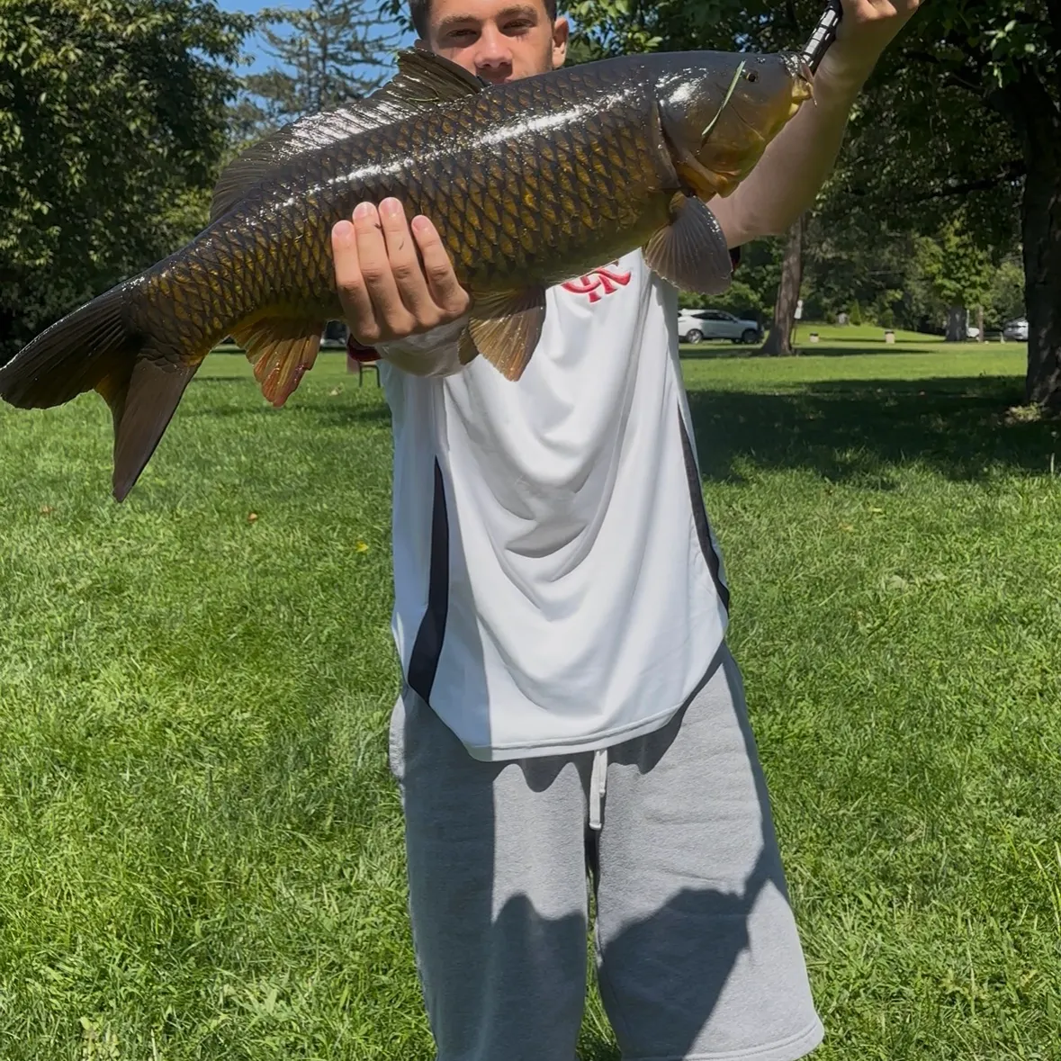 Common carp caught on Fishbrain