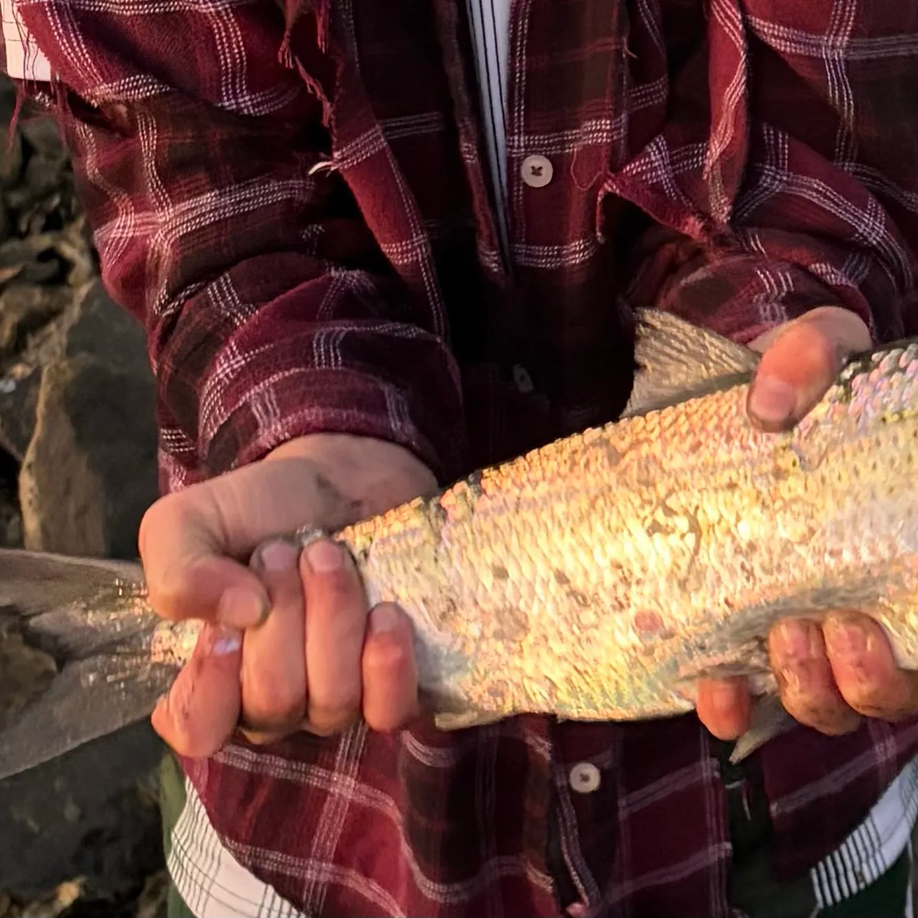 Hickory shad caught on Fishbrain