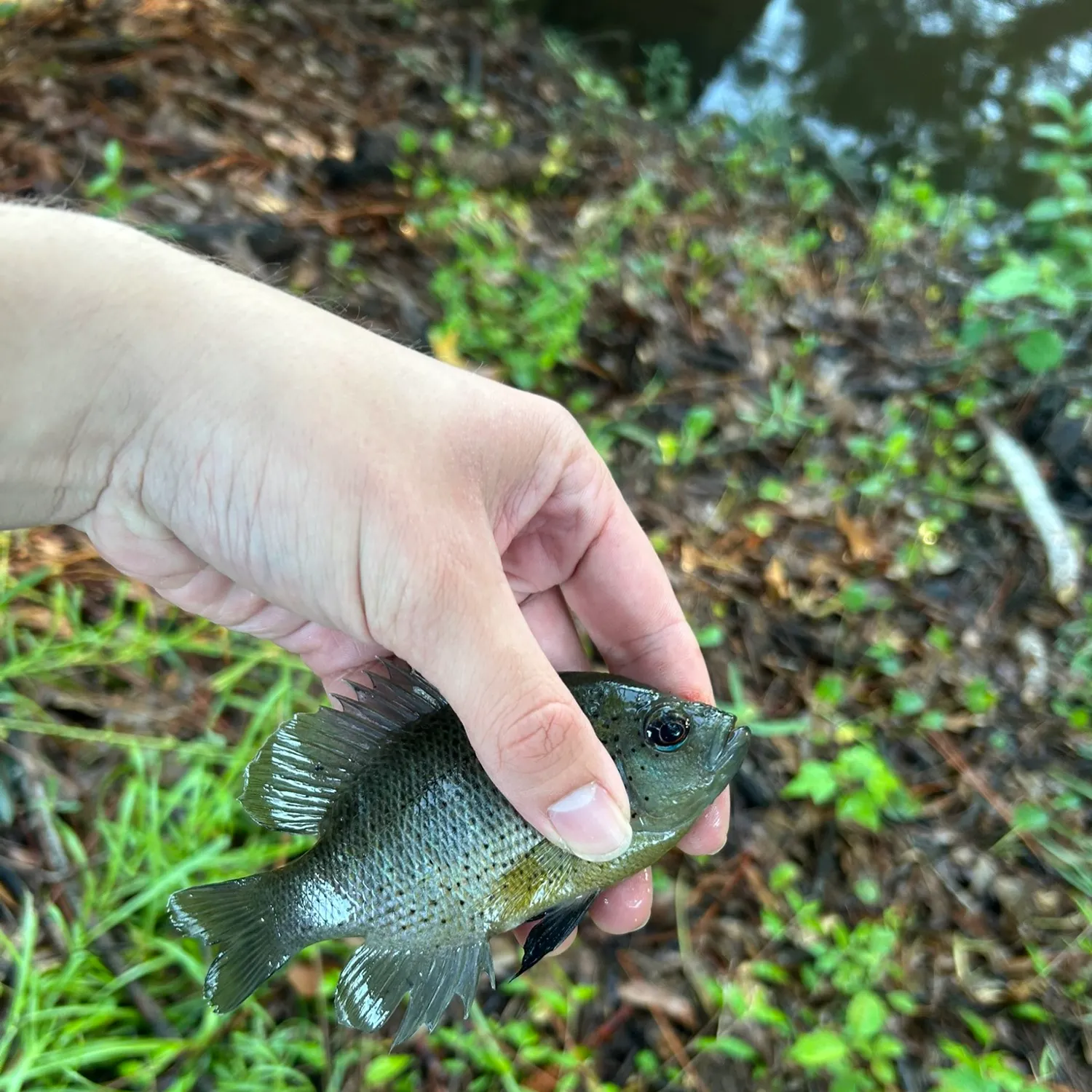 Spotted sunfish caught on Fishbrain