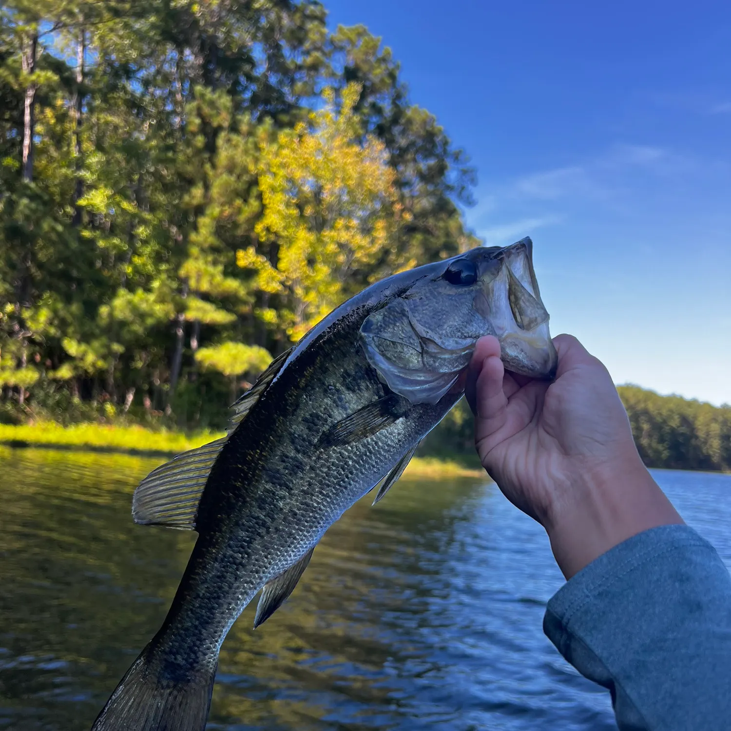Largemouth bass caught on Fishbrain