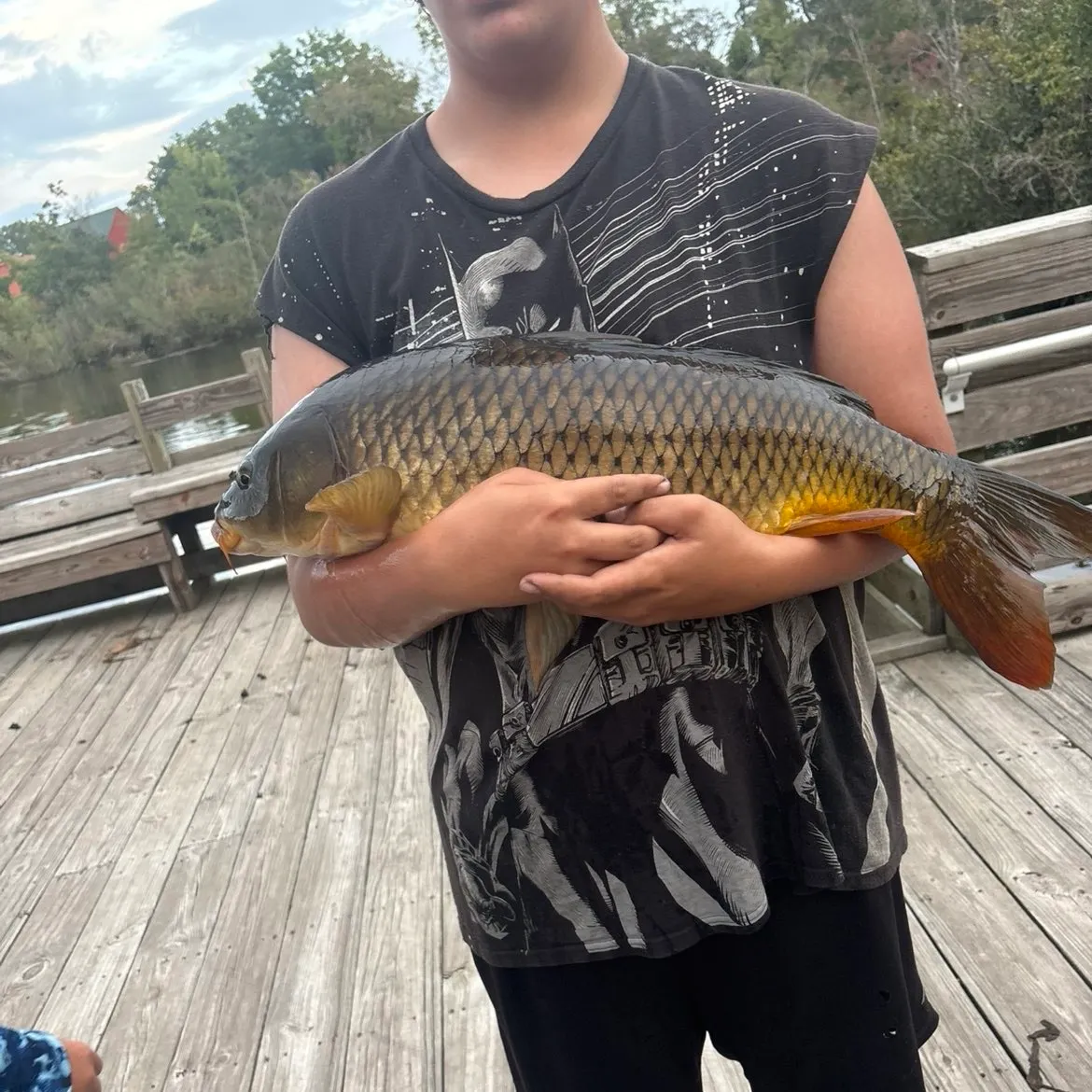 Common carp caught on Fishbrain