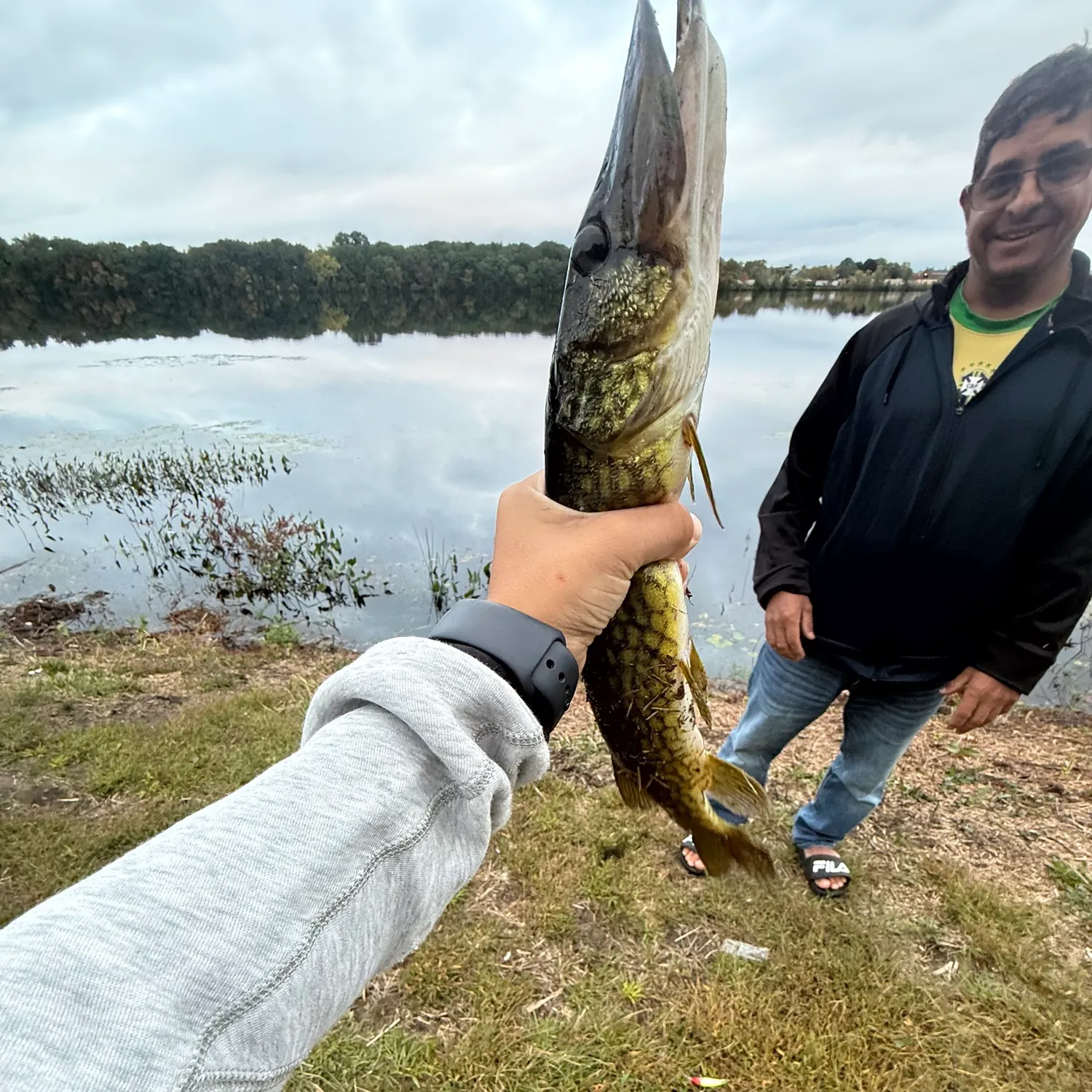 Chain pickerel caught on Fishbrain