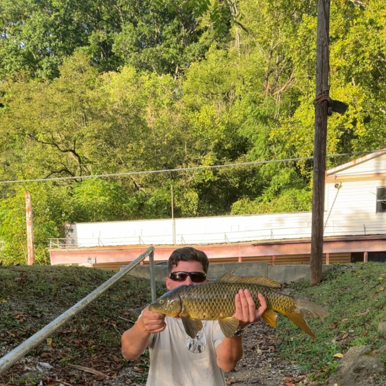 Common carp caught on Fishbrain