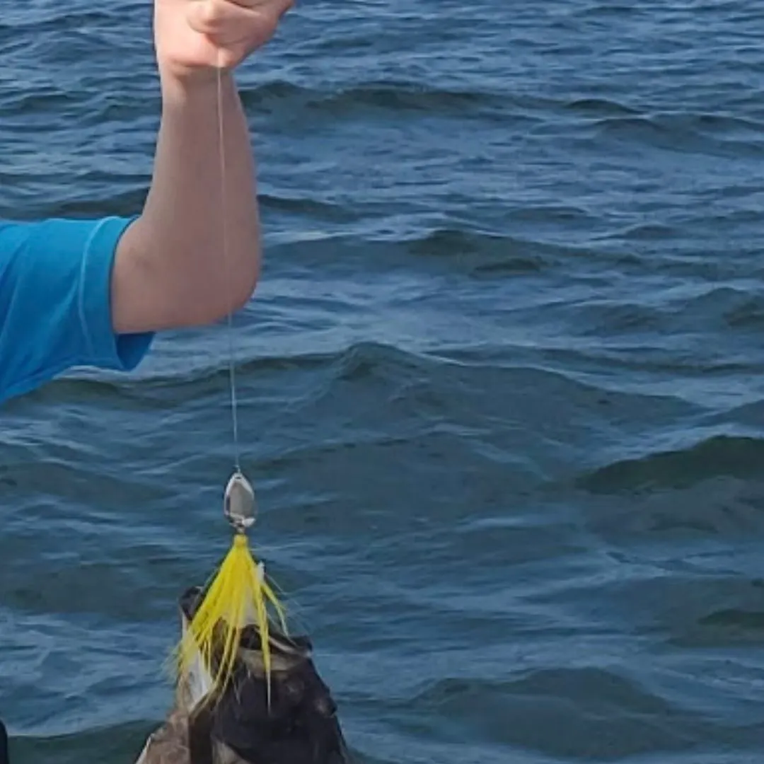 Summer flounder caught on Fishbrain