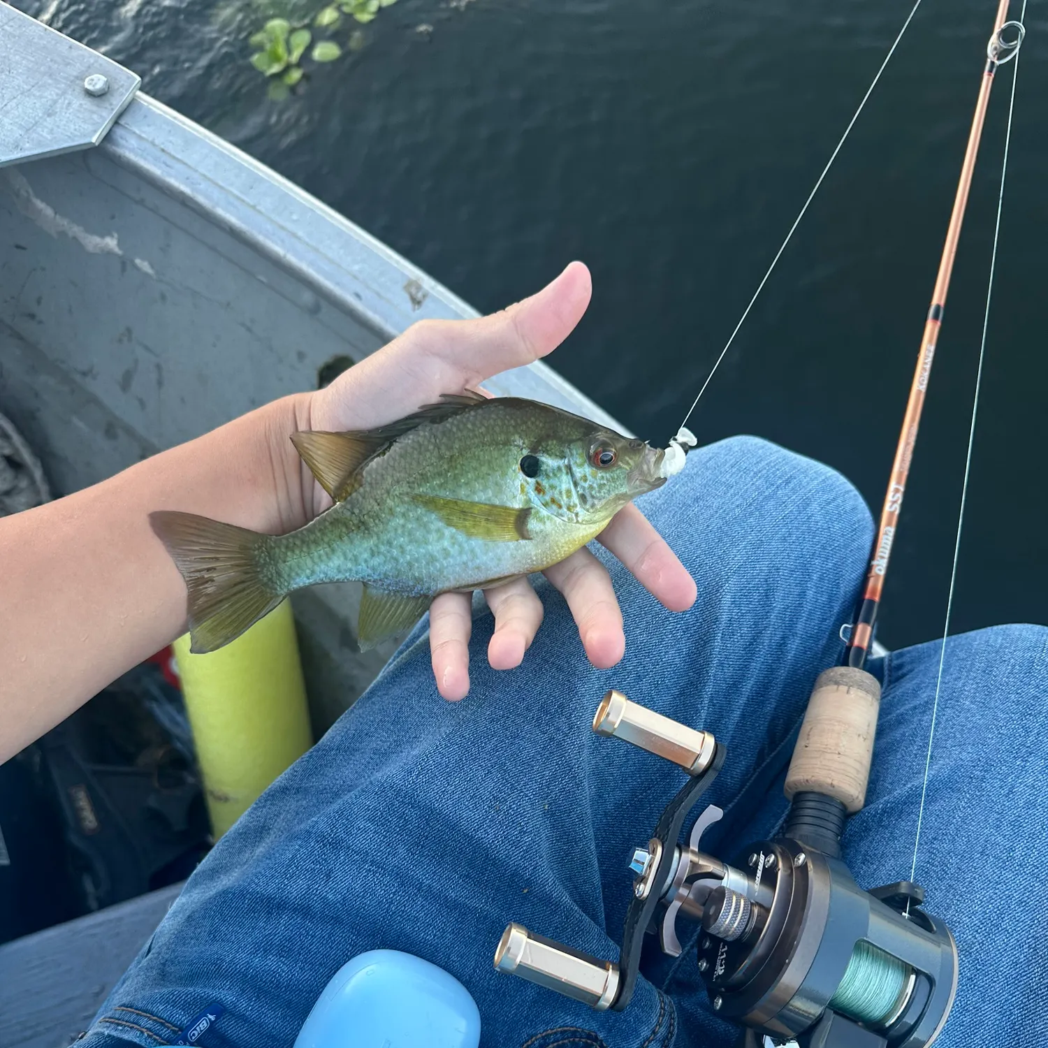 Redear sunfish caught on Fishbrain
