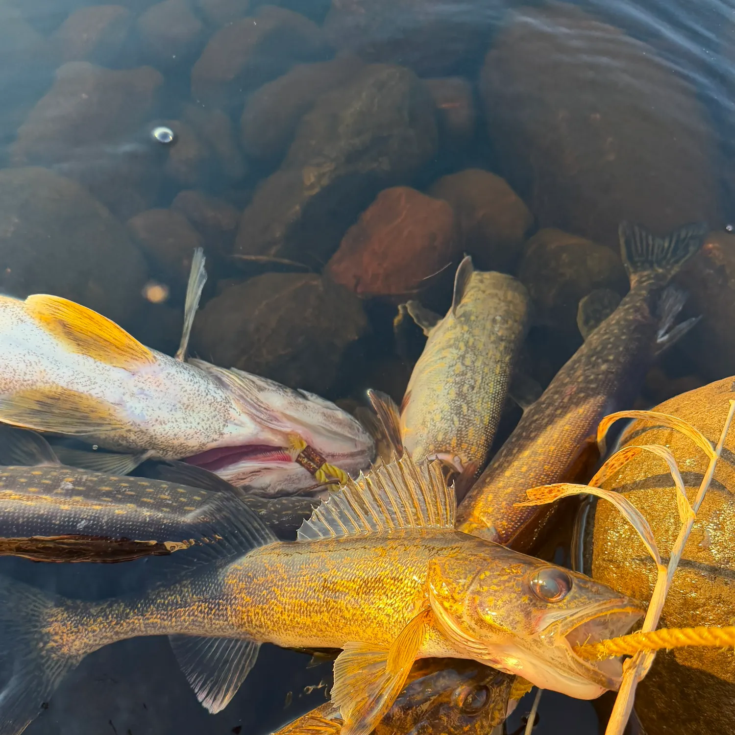 recently logged catches