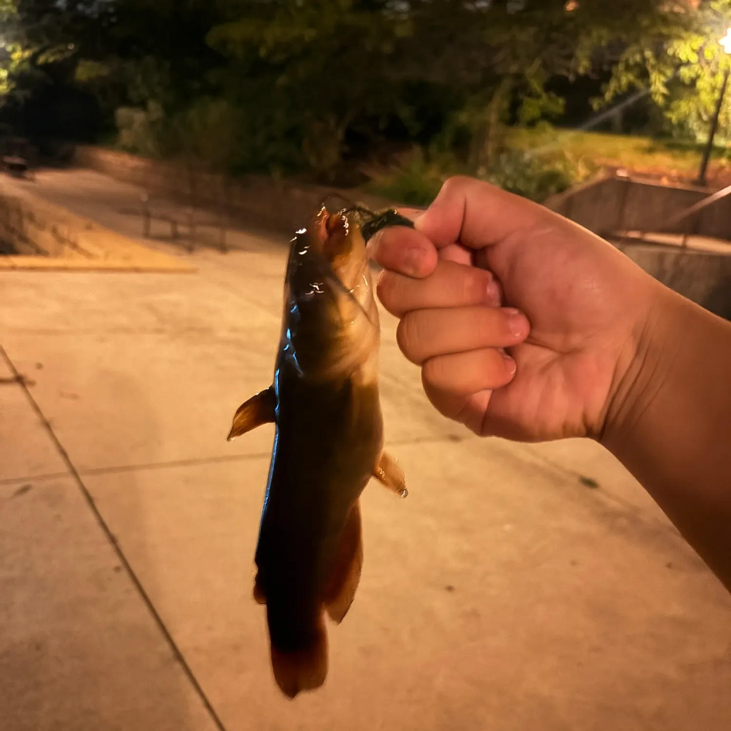 catch