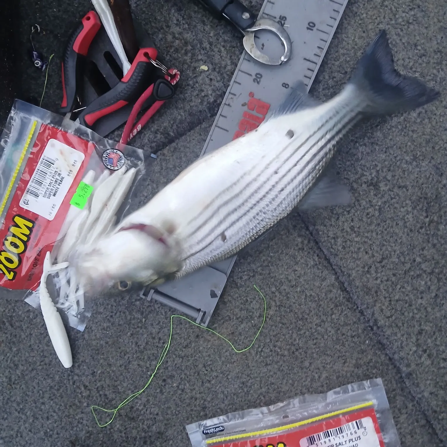 recently logged catches