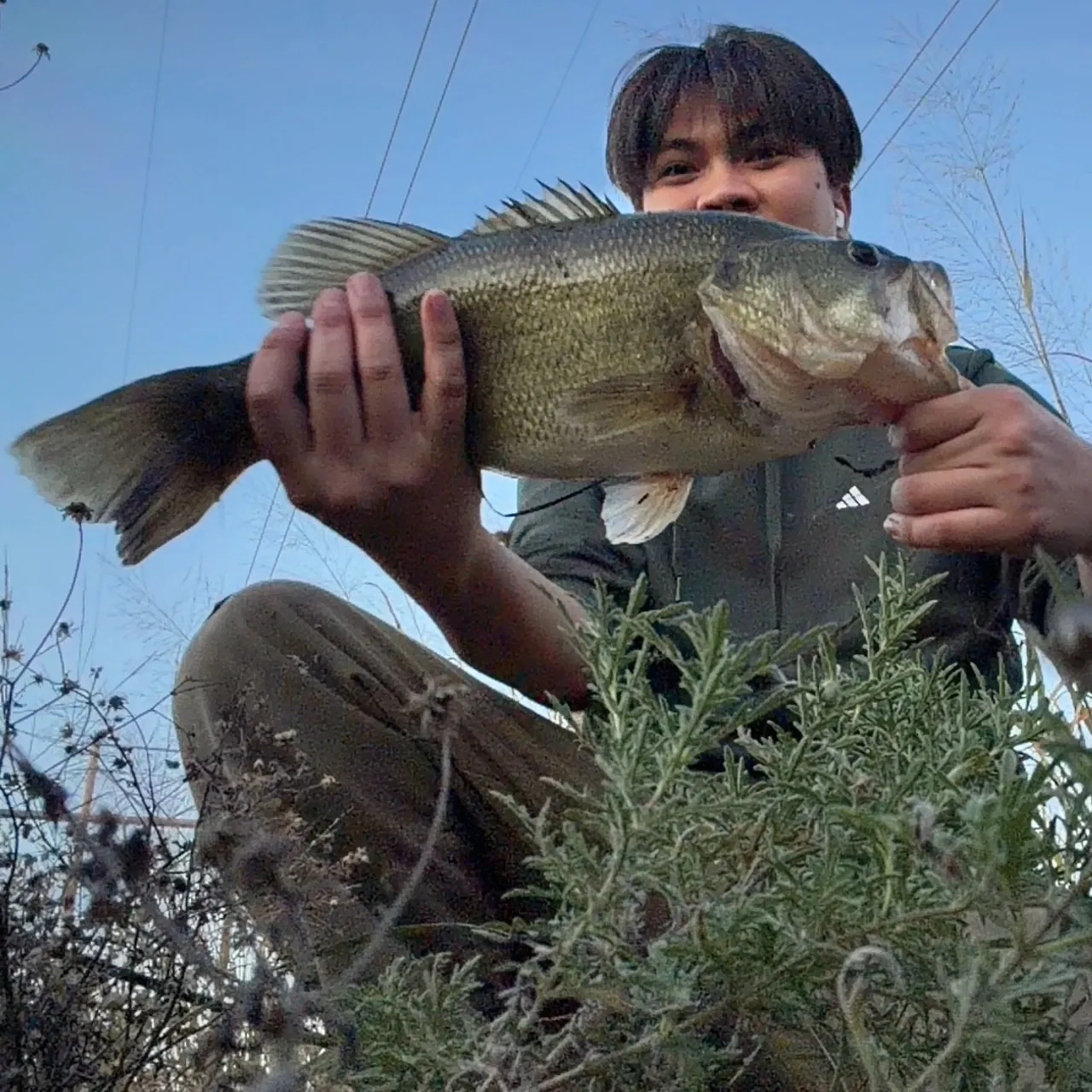 Largemouth bass caught on Fishbrain