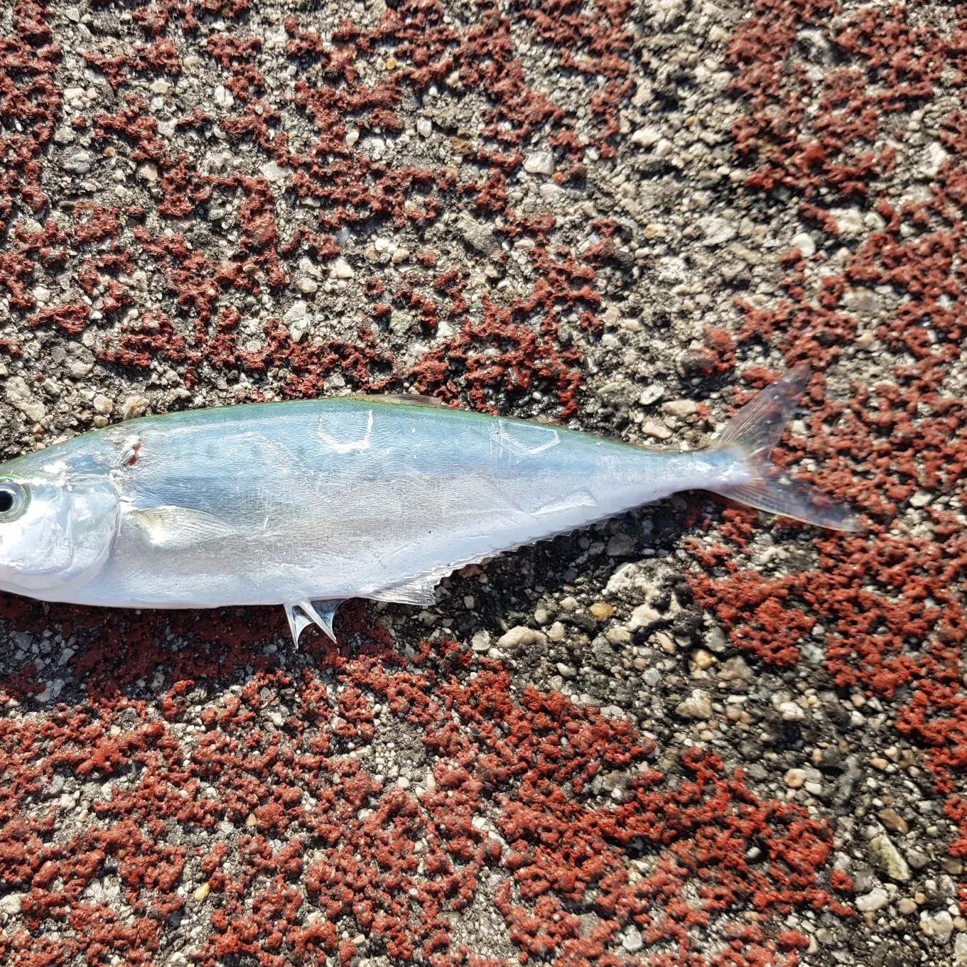 The most recent Needlescaled queenfish catches on Fishbrain