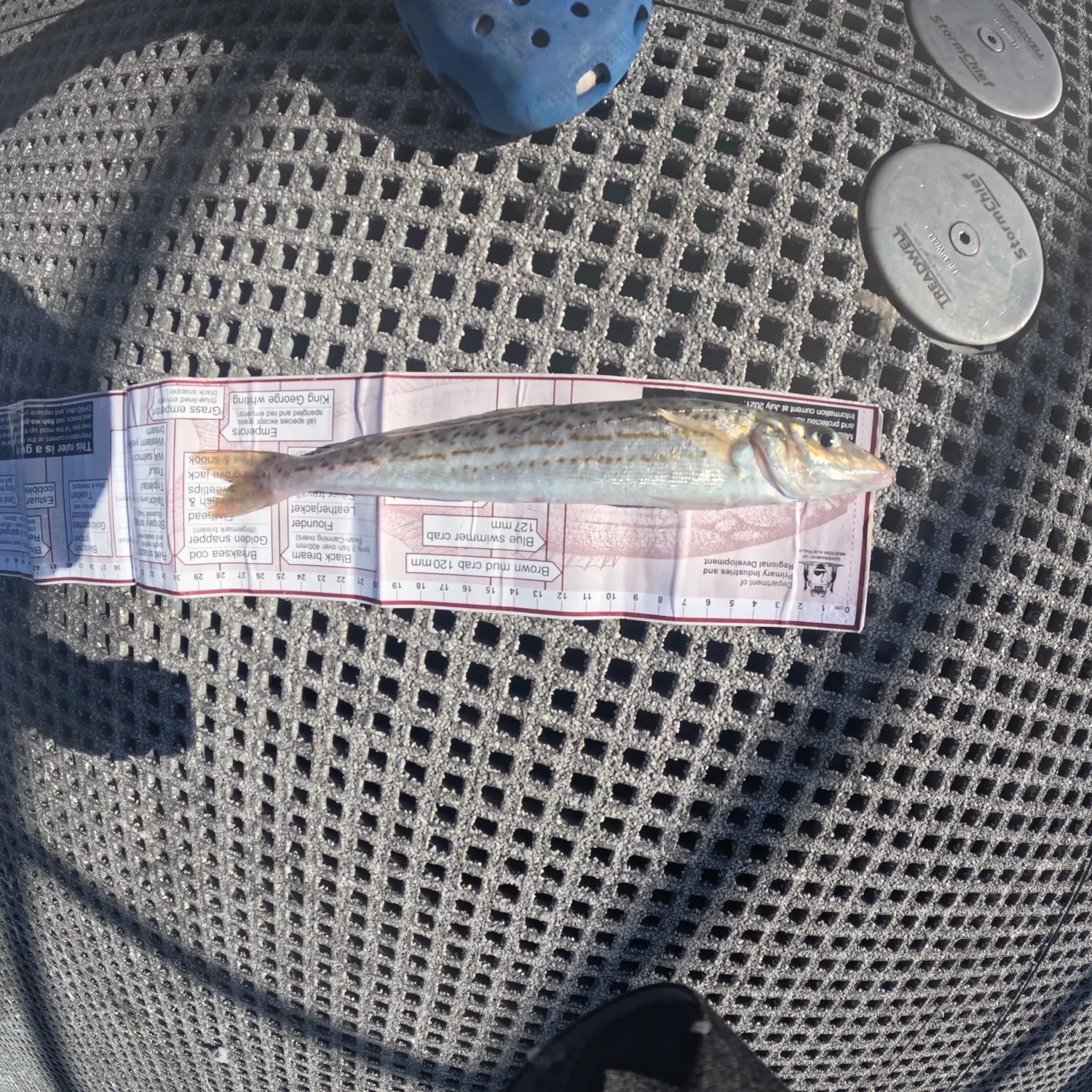 The most recent King George whiting catches on Fishbrain