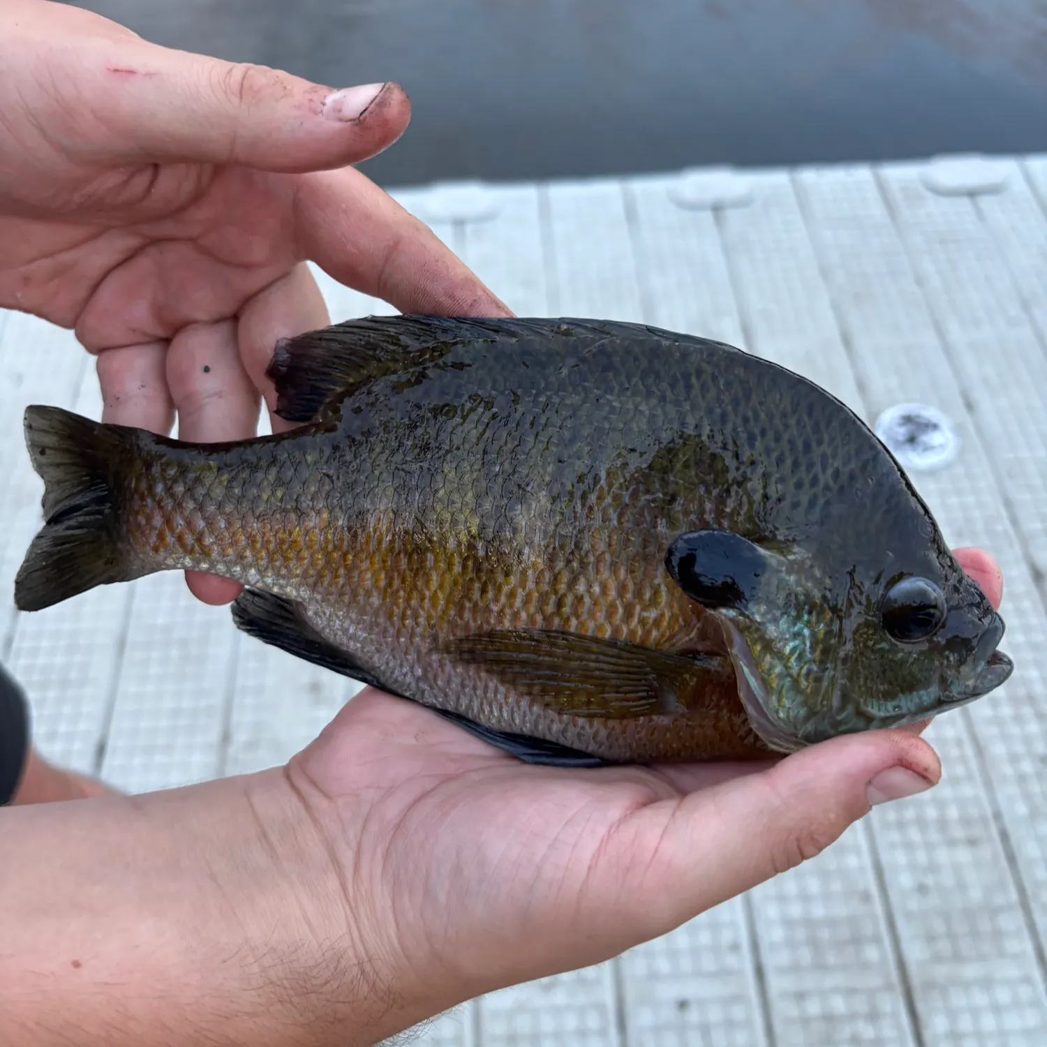 Bluegill caught on Fishbrain