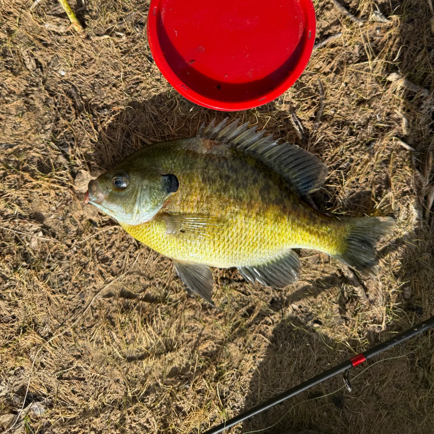 Bluegill caught on Fishbrain