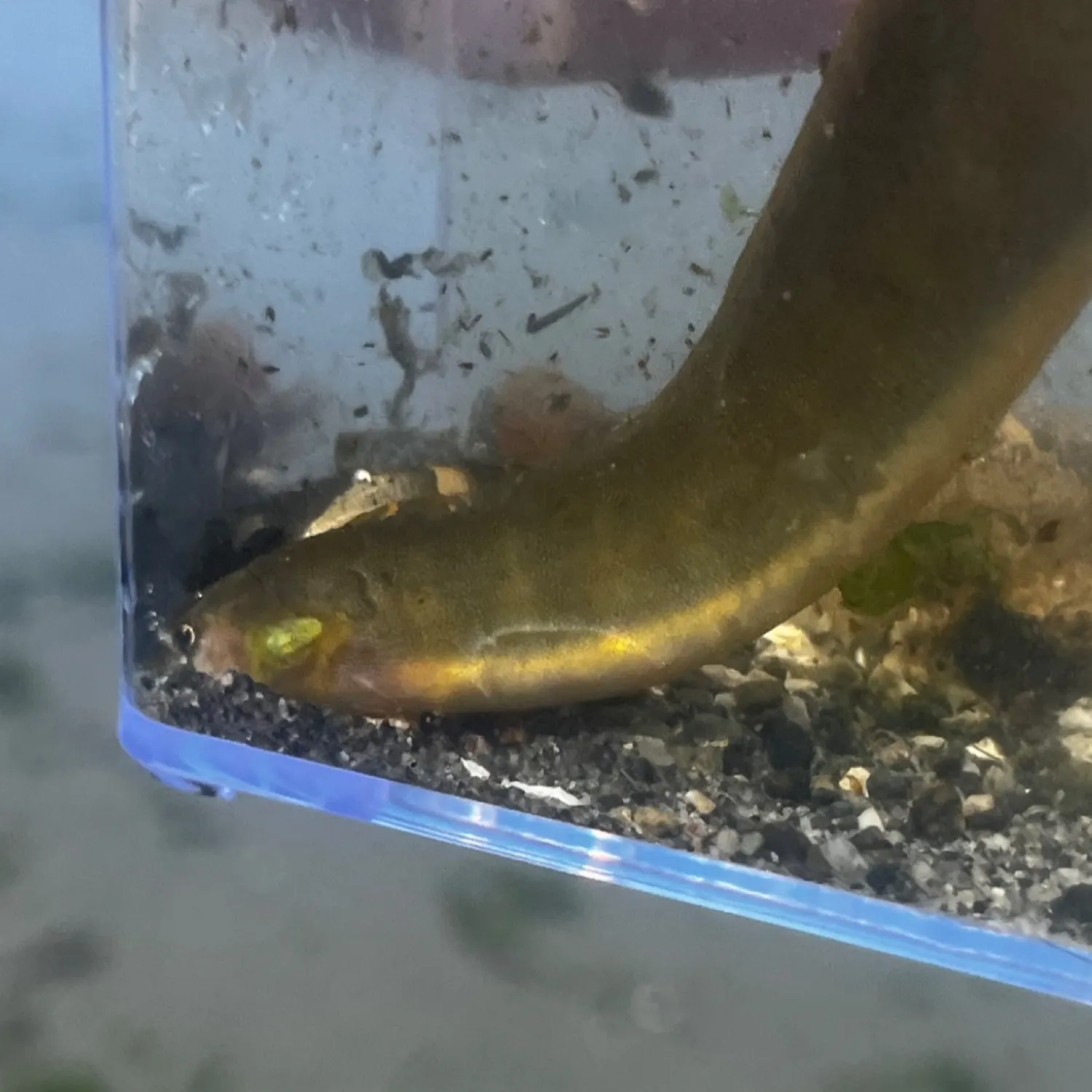 The most recent Crescent gunnel catches on Fishbrain