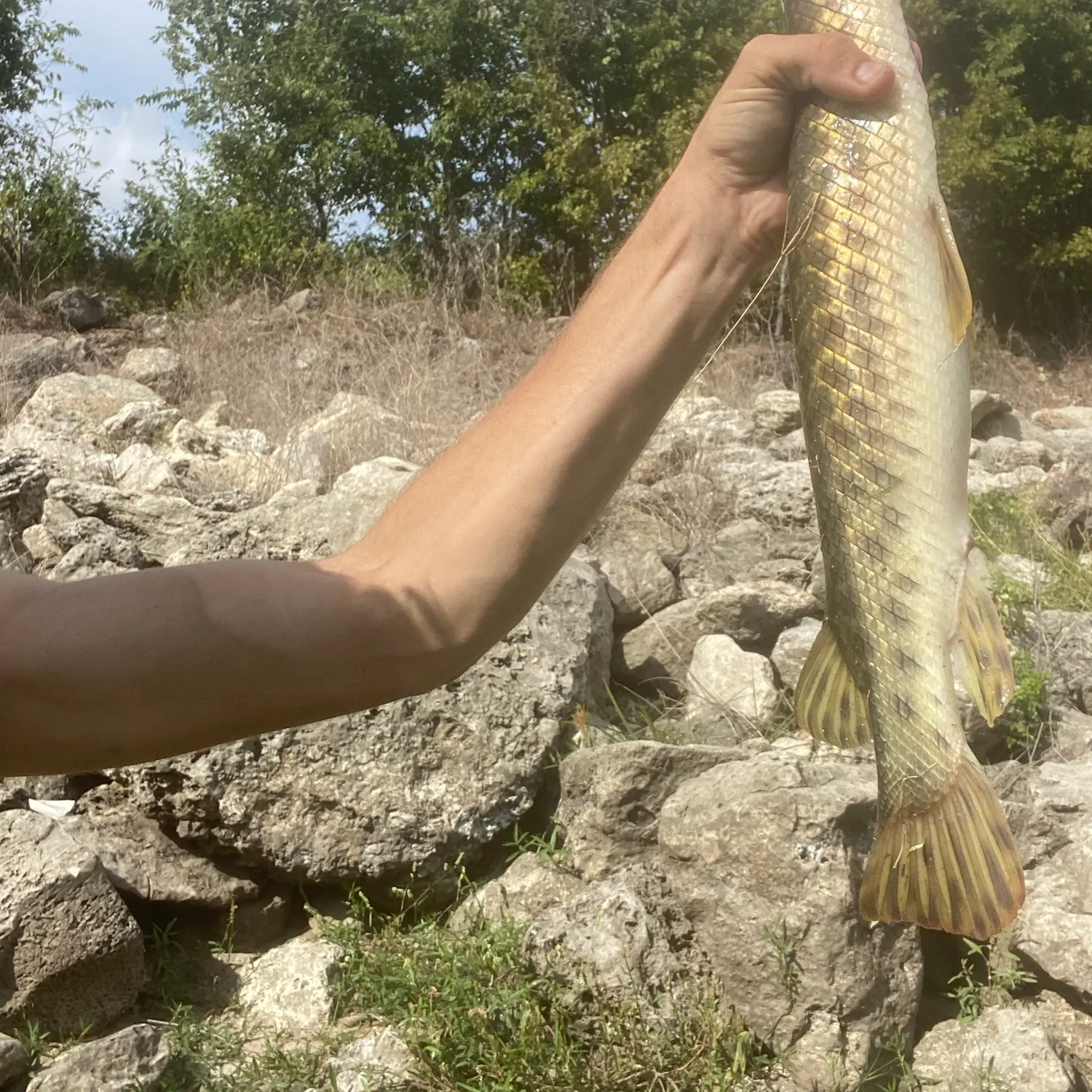 Spotted gar caught on Fishbrain