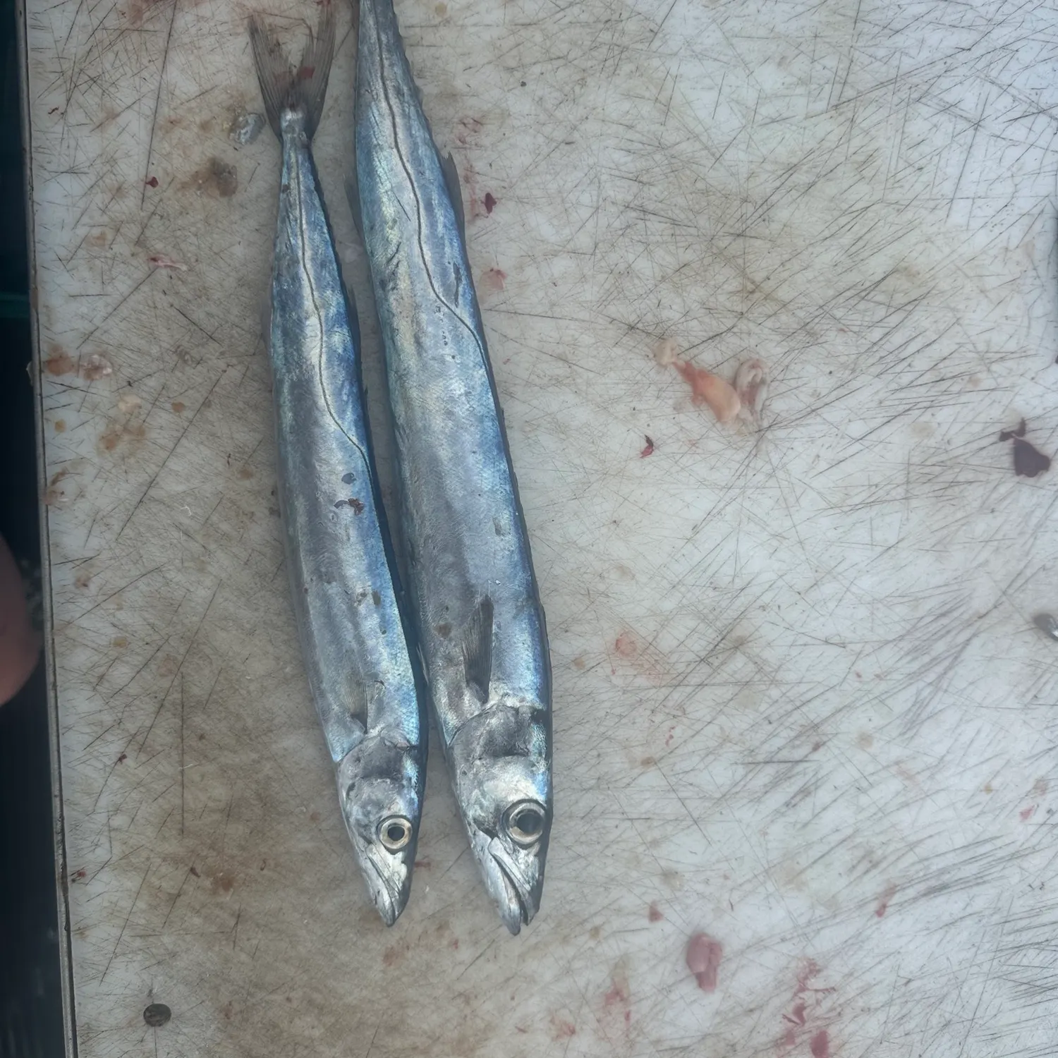 The most recent Snoek catches on Fishbrain