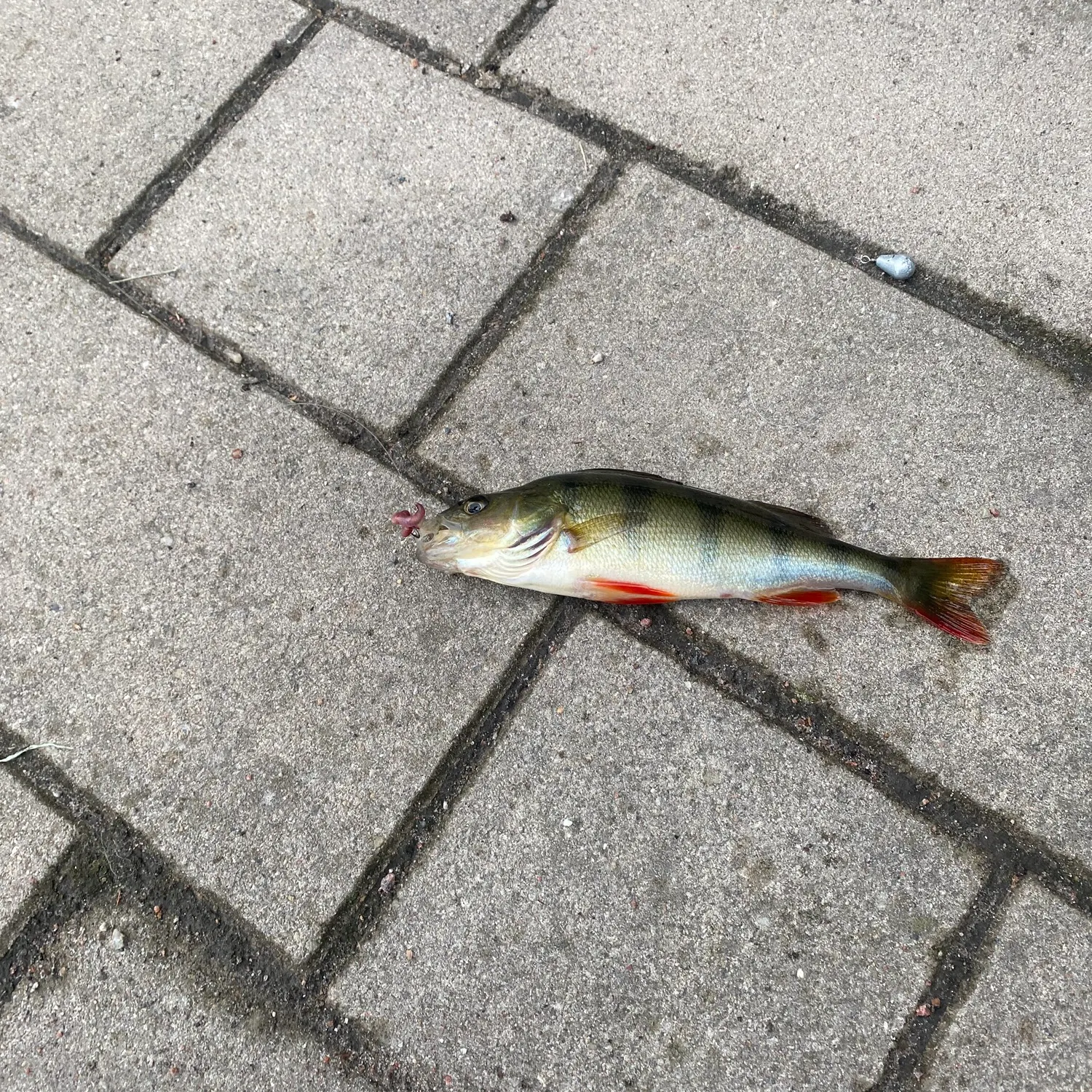 European perch caught on Fishbrain